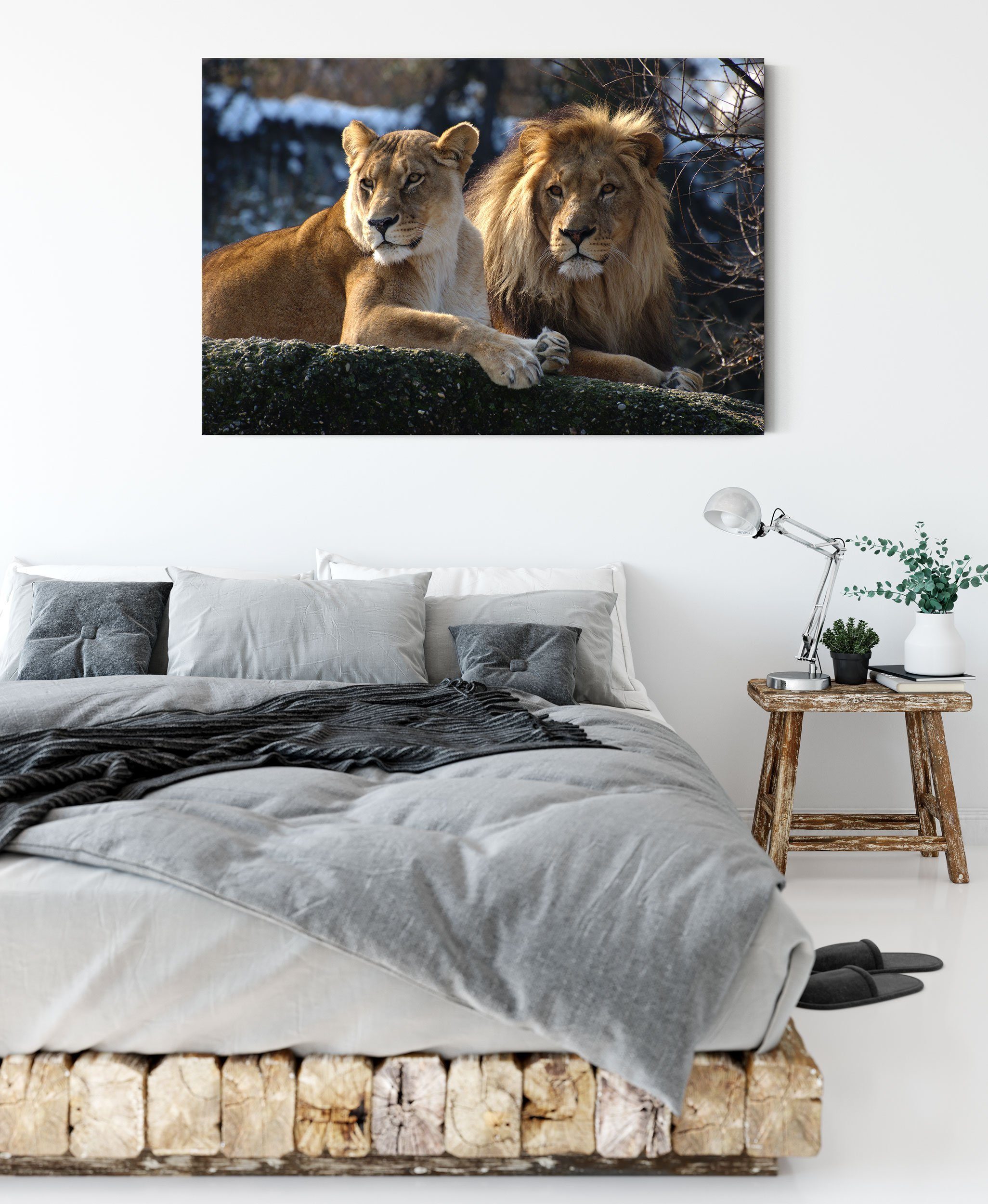Pixxprint Leinwandbild interessiertes Löwenpaar, Zackenaufhänger inkl. bespannt, St), interessiertes Löwenpaar Leinwandbild (1 fertig