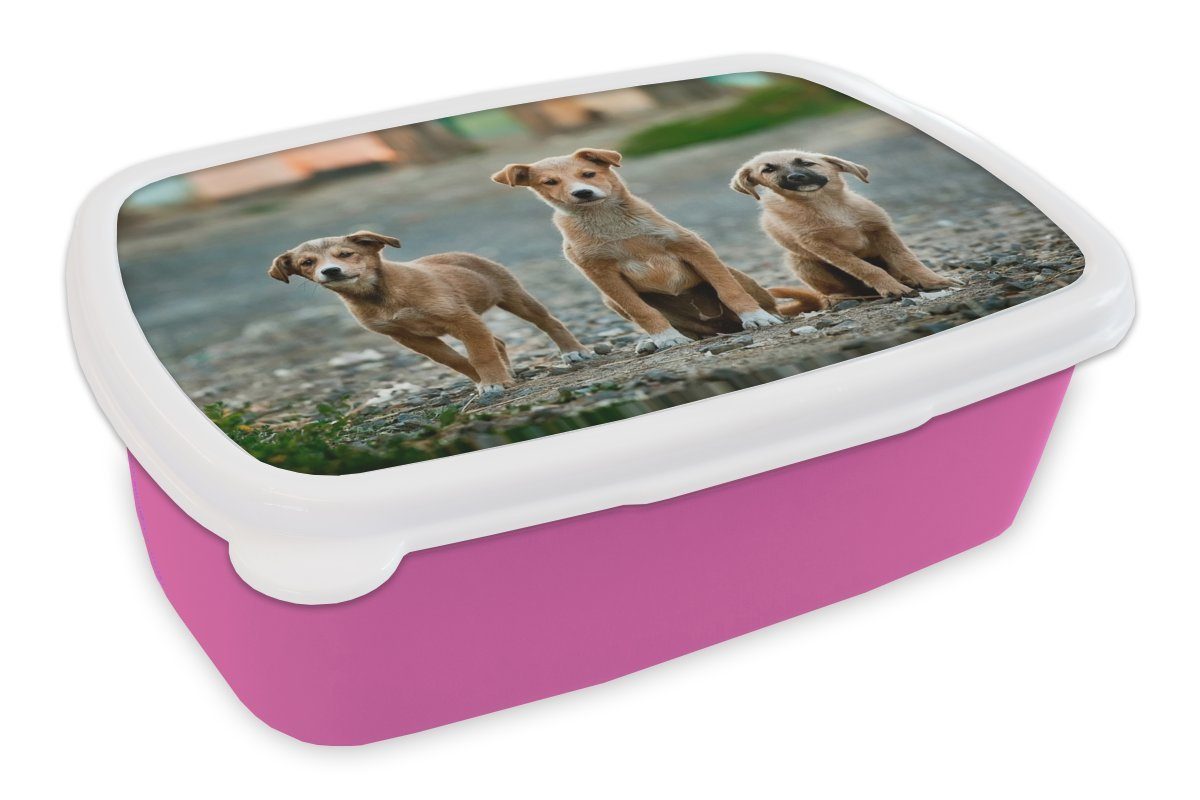 MuchoWow Lunchbox Hunde - Welpe - Auswärts, Kunststoff, (2-tlg), Brotbox für Erwachsene, Brotdose Kinder, Snackbox, Mädchen, Kunststoff rosa