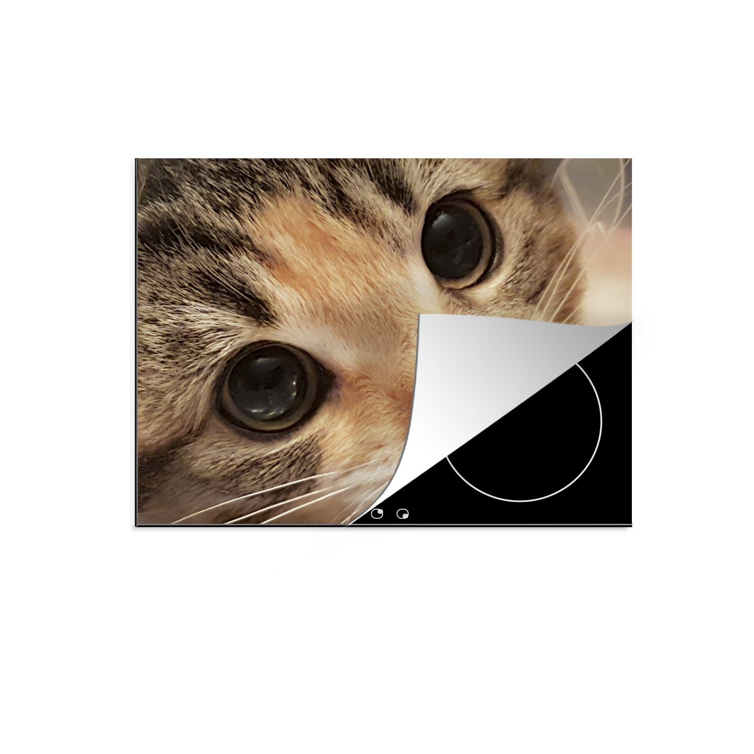 MuchoWow Herdblende-/Abdeckplatte Eine Nahaufnahme eines Kätzchens, Vinyl, (1 tlg), 71x52 cm, Induktionskochfeld Schutz für die küche, Ceranfeldabdeckung