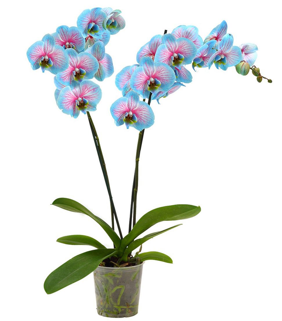 Dehner Zimmerpflanze Schmetterlingsorchidee Blue Wonder, Phalaenopsis culti günstig online kaufen