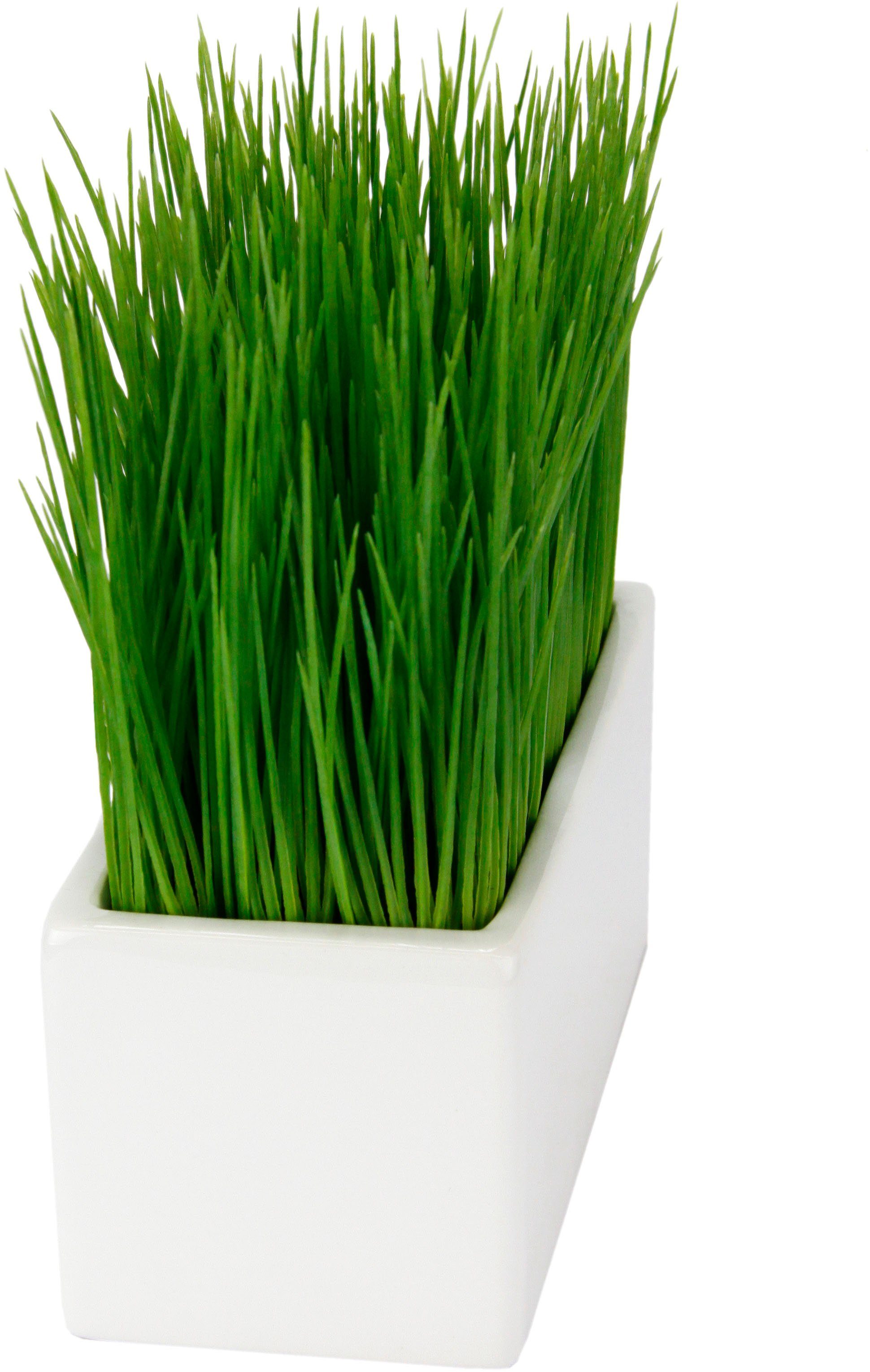 Gras, cm, in Höhe I.GE.A., 22 Keramikschale Kunstpflanze