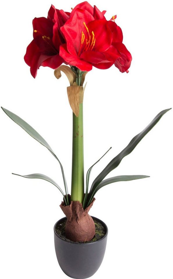 Kunstblume Amaryllis Amaryllis, Botanic-Haus, Höhe 57 cm, Im dekorativen  Topf - ohne zusätzlichen Aufwand