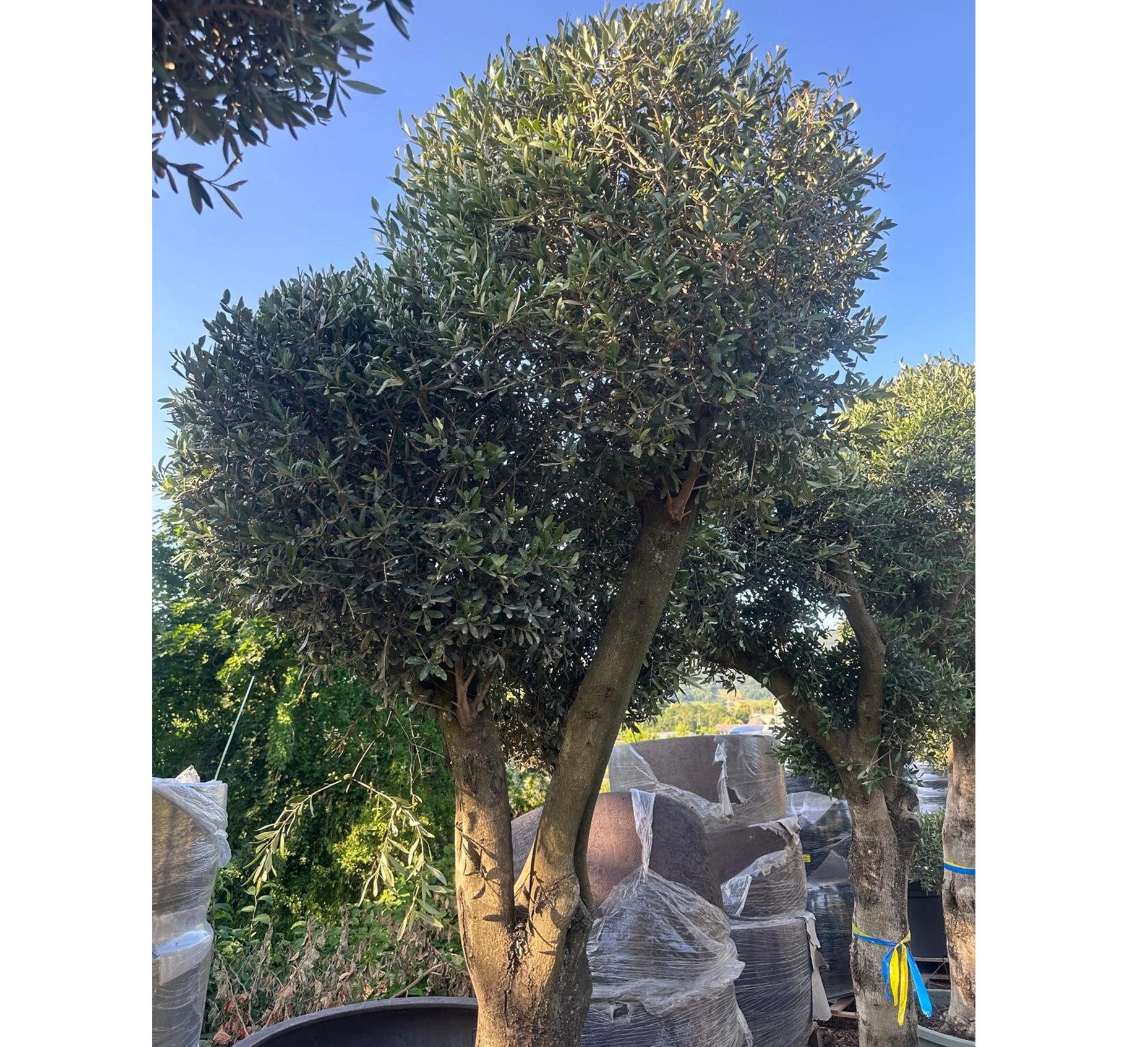 Palms-Store Olivenbaum Kugelbaum ca. 80 Jahre Alt Winterhart bis -17 °C Höhe ca. 250 cm, Qualität aus Spanien