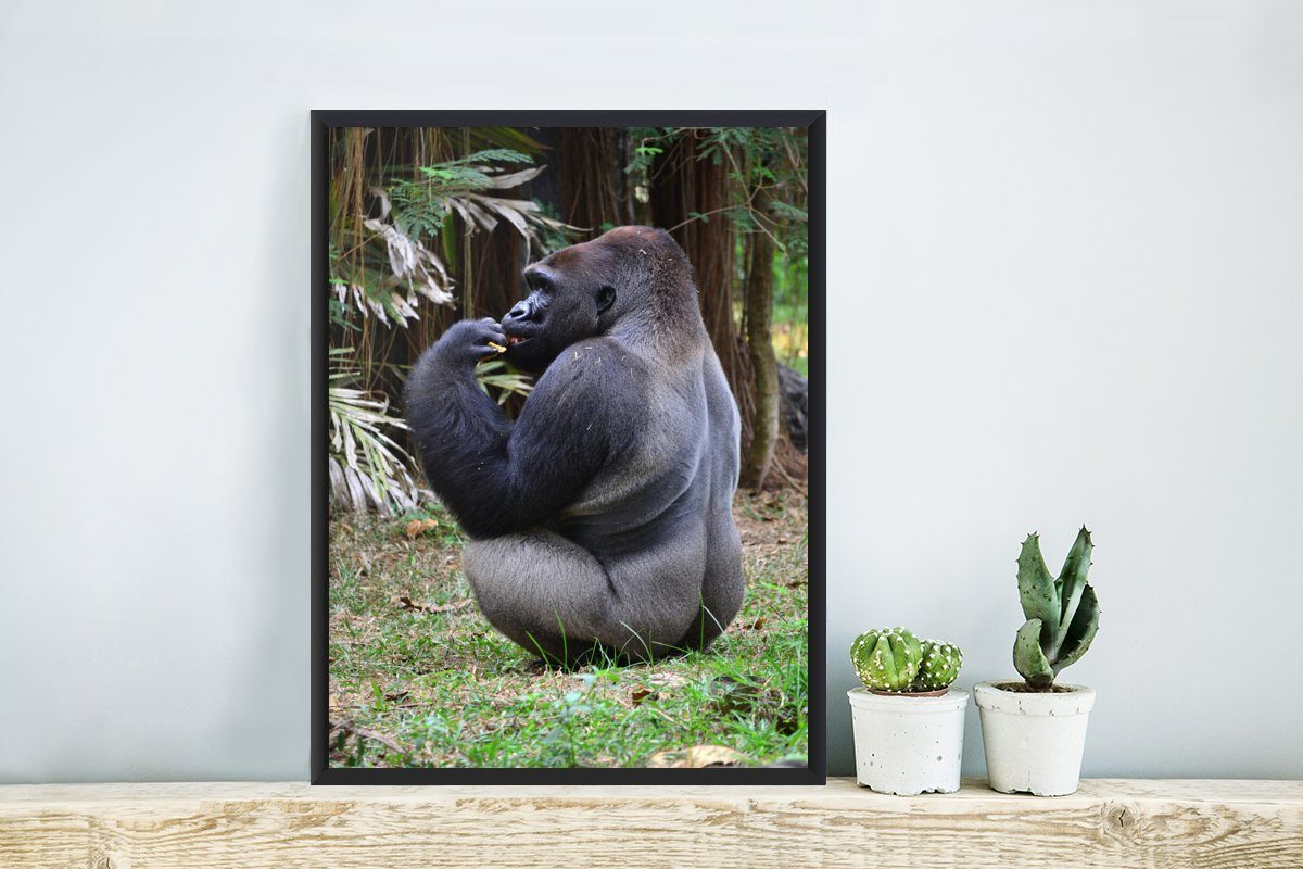Poster Poster, Wanddeko, St), Schwarzem Wandposter, Bilder, fütternden MuchoWow Gorillas, Gerahmtes (1 Bilderrahmen Seitenansicht eines