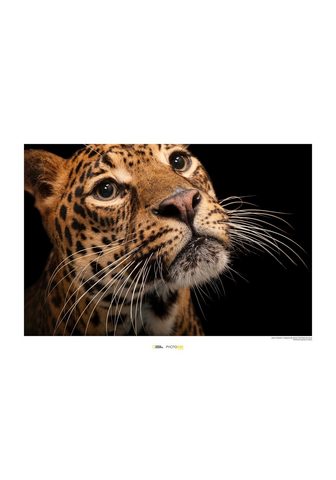 Komar Poster »Javan Leopard« Tiere Höhe: 40c...