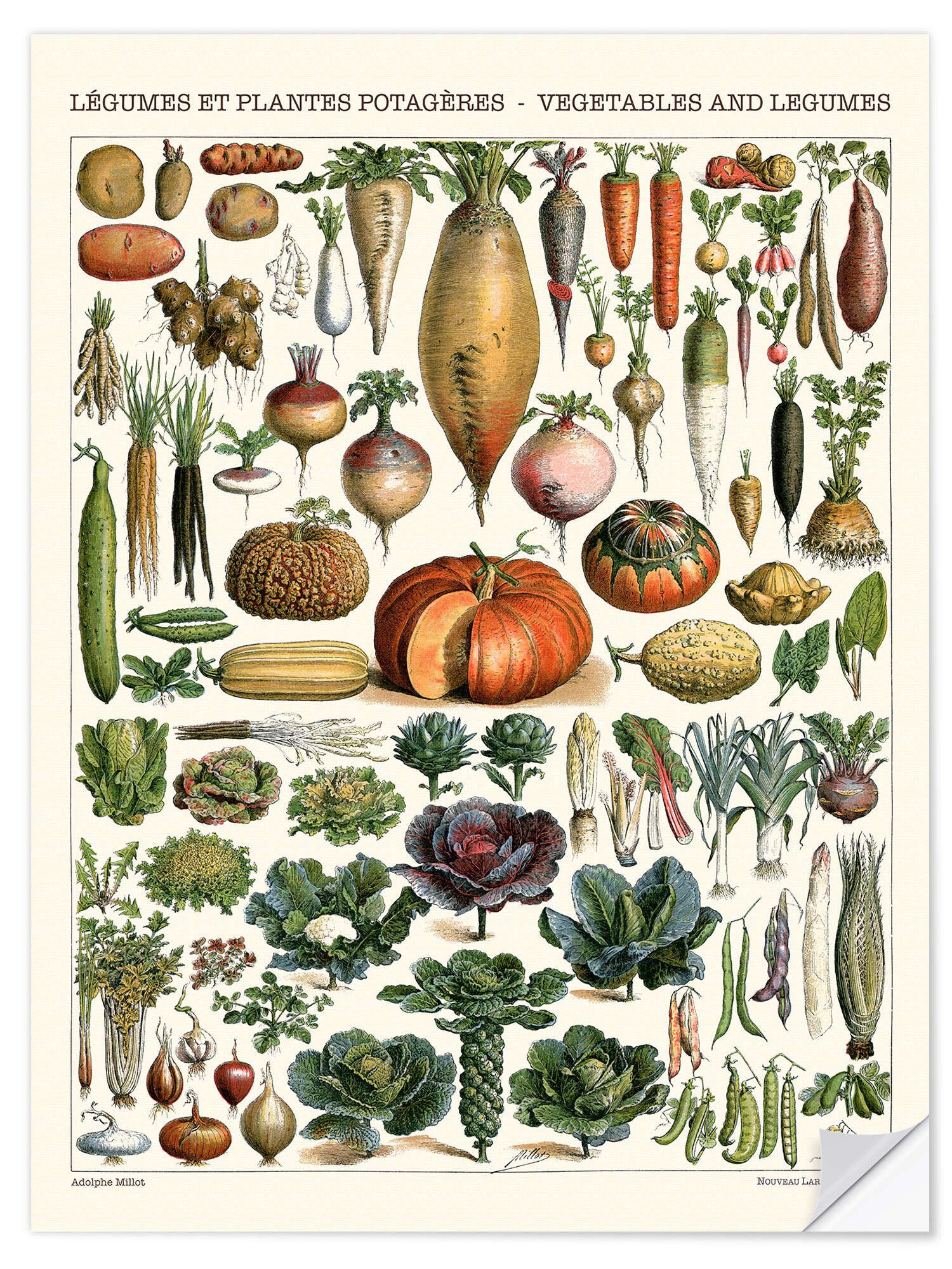 Posterlounge Wandfolie Adolphe Millot, Gemüse und Hülsenfrüchte, Küche Vintage Illustration