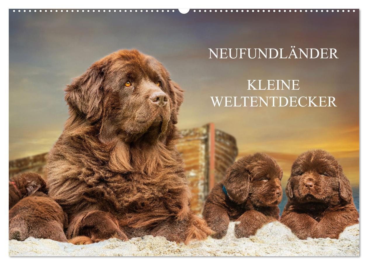 CALVENDO Wandkalender Neufundländer - Kleine Weltentdecker (Wandkalender 2027 DIN A2 quer)