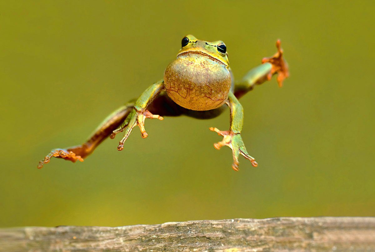 Papermoon Fototapete Springender Frosch | Fototapeten