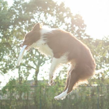 GiGwi Outdoor-Spielzeug Flugscheibe / Wurfring, Hundespielzeug, extrem elastisch und widerstandsfähig