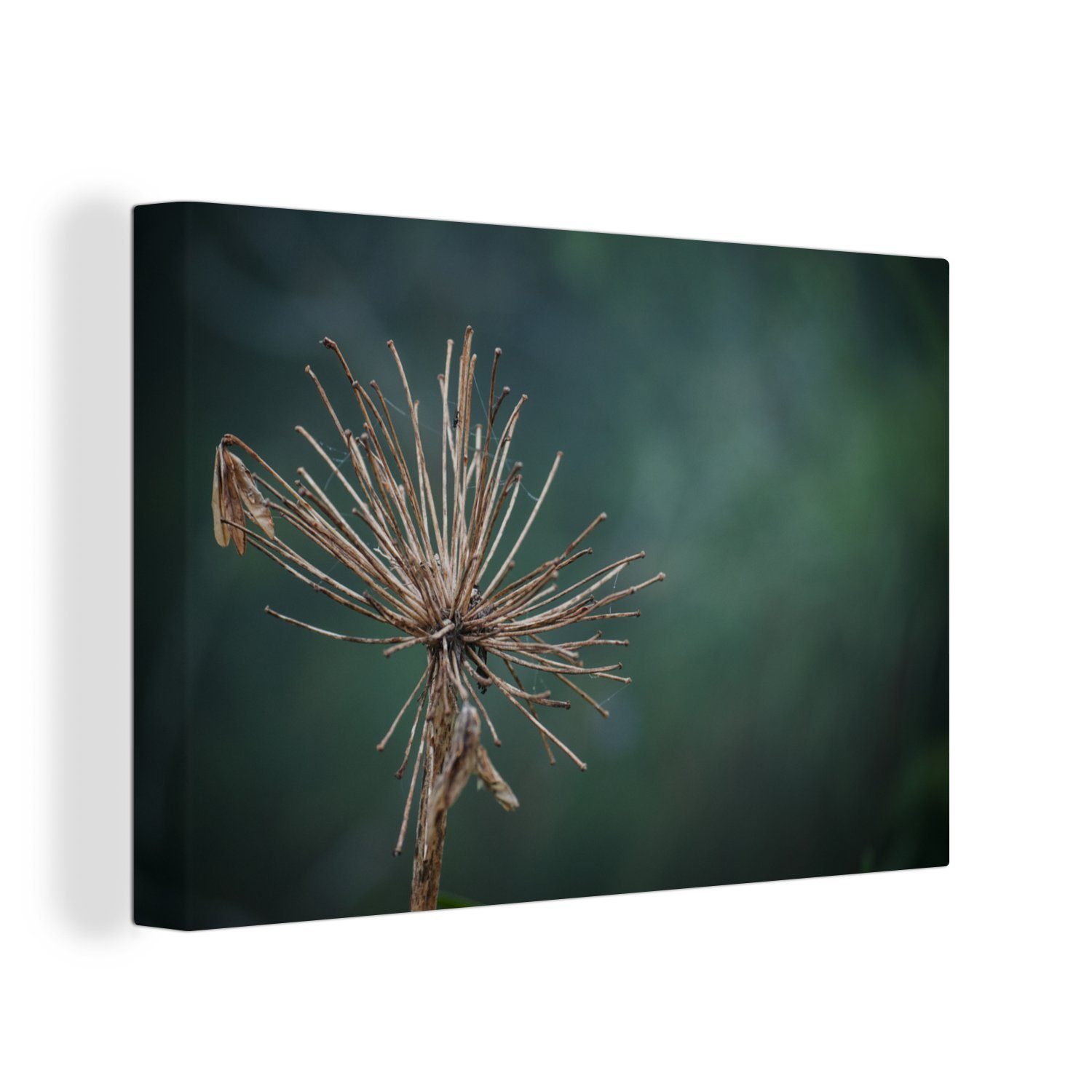 Leinwandbild Trockener Blumen-Fotodruck