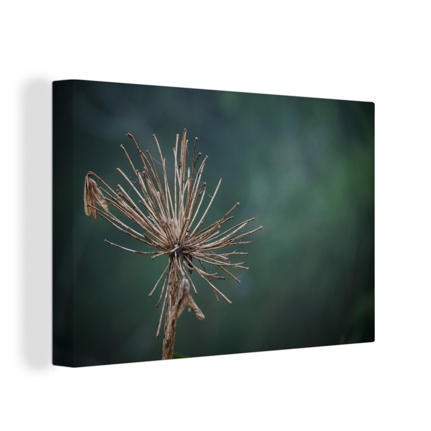 OneMillionCanvasses® Leinwandbild 30x20 Wandbild Aufhängefertig, Trockener (1 cm Wanddeko, Leinwandbilder, St), Blumen-Fotodruck