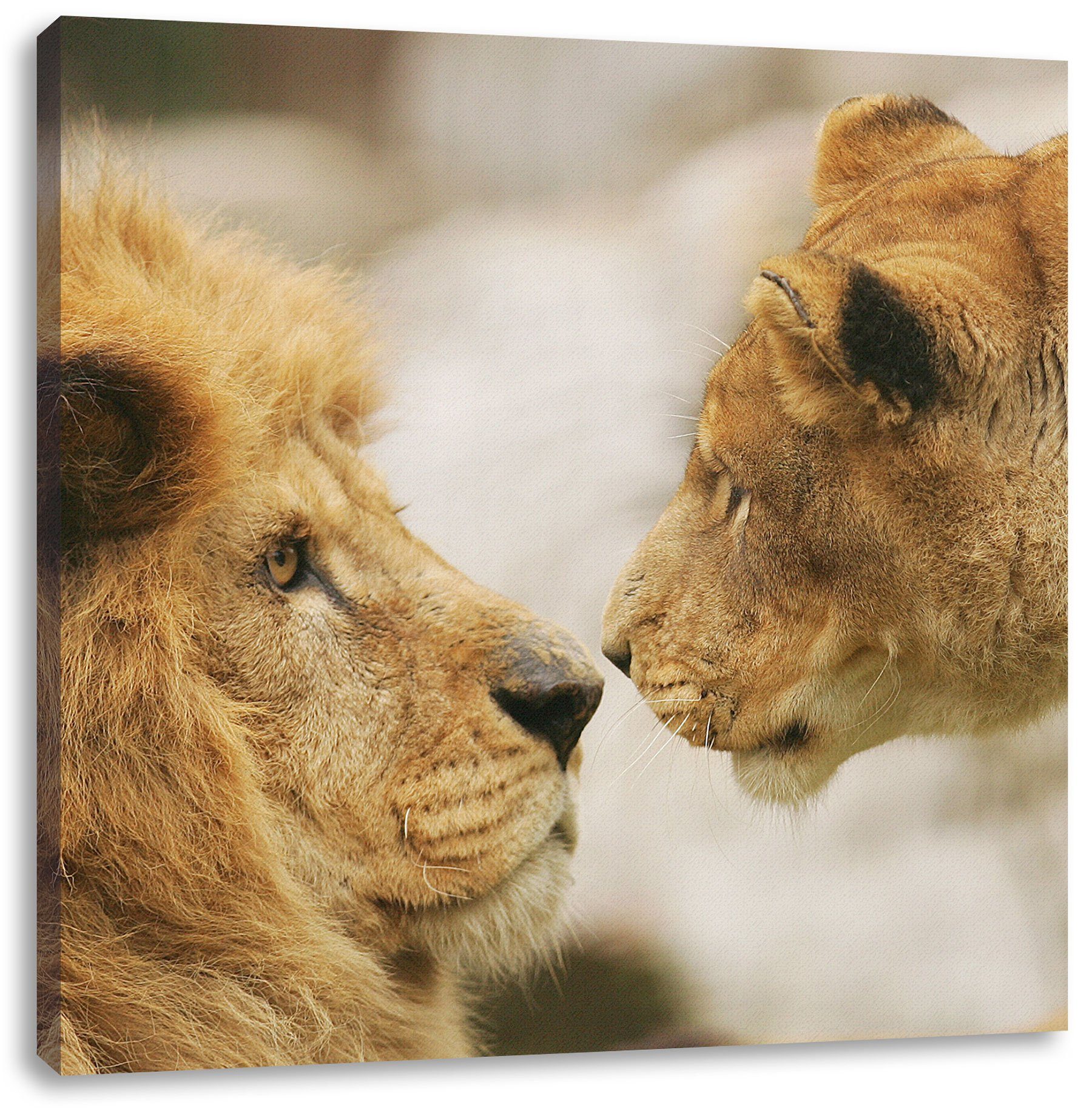 Löwenpaar, Pixxprint Löwenpaar fertig bespannt, Zackenaufhänger inkl. Verliebtes Leinwandbild (1 St), Leinwandbild Verliebtes