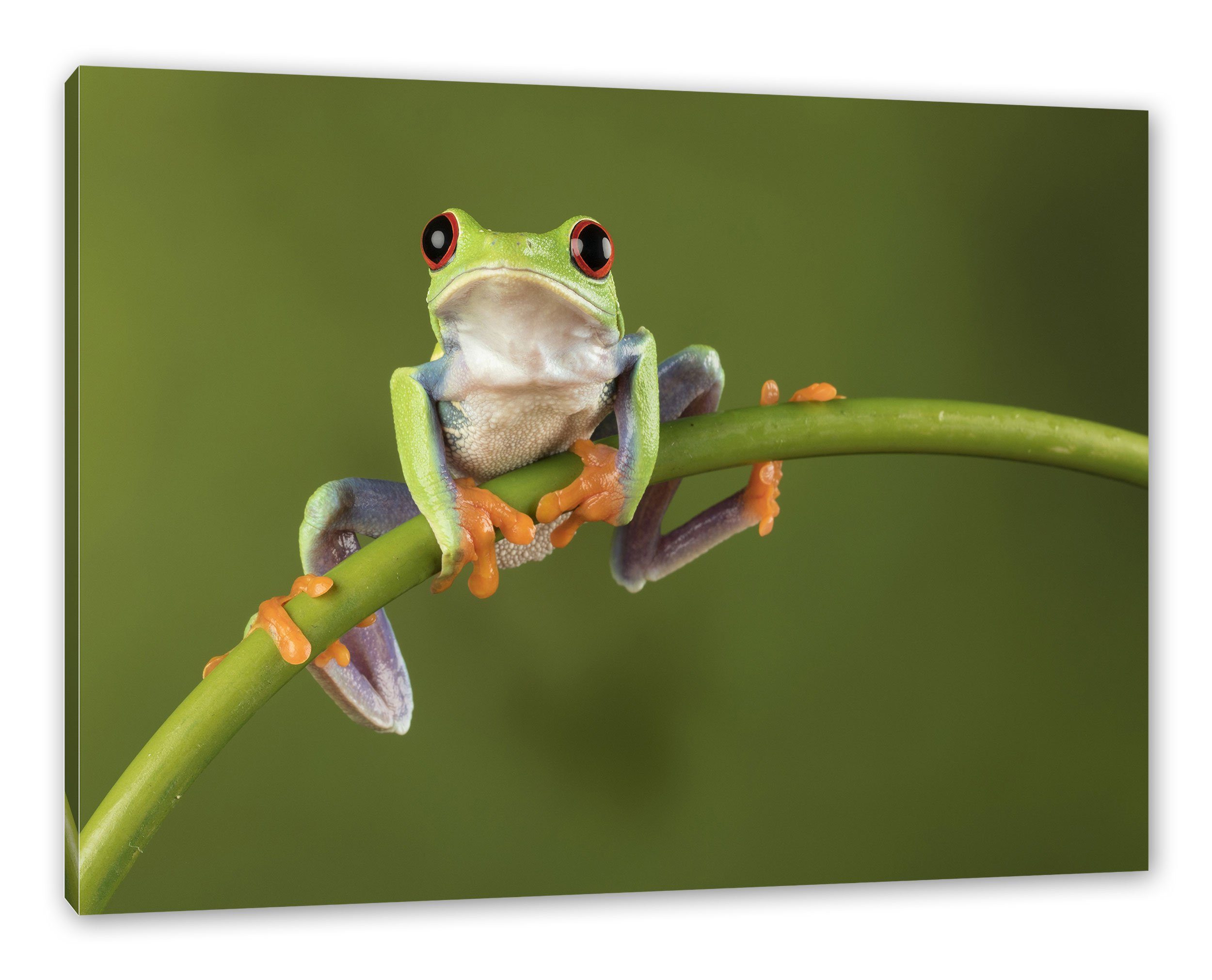 Pixxprint Leinwandbild Baum-Frosch auf Bambus, Baum-Frosch auf Bambus (1 St), Leinwandbild fertig bespannt, inkl. Zackenaufhänger | Leinwandbilder