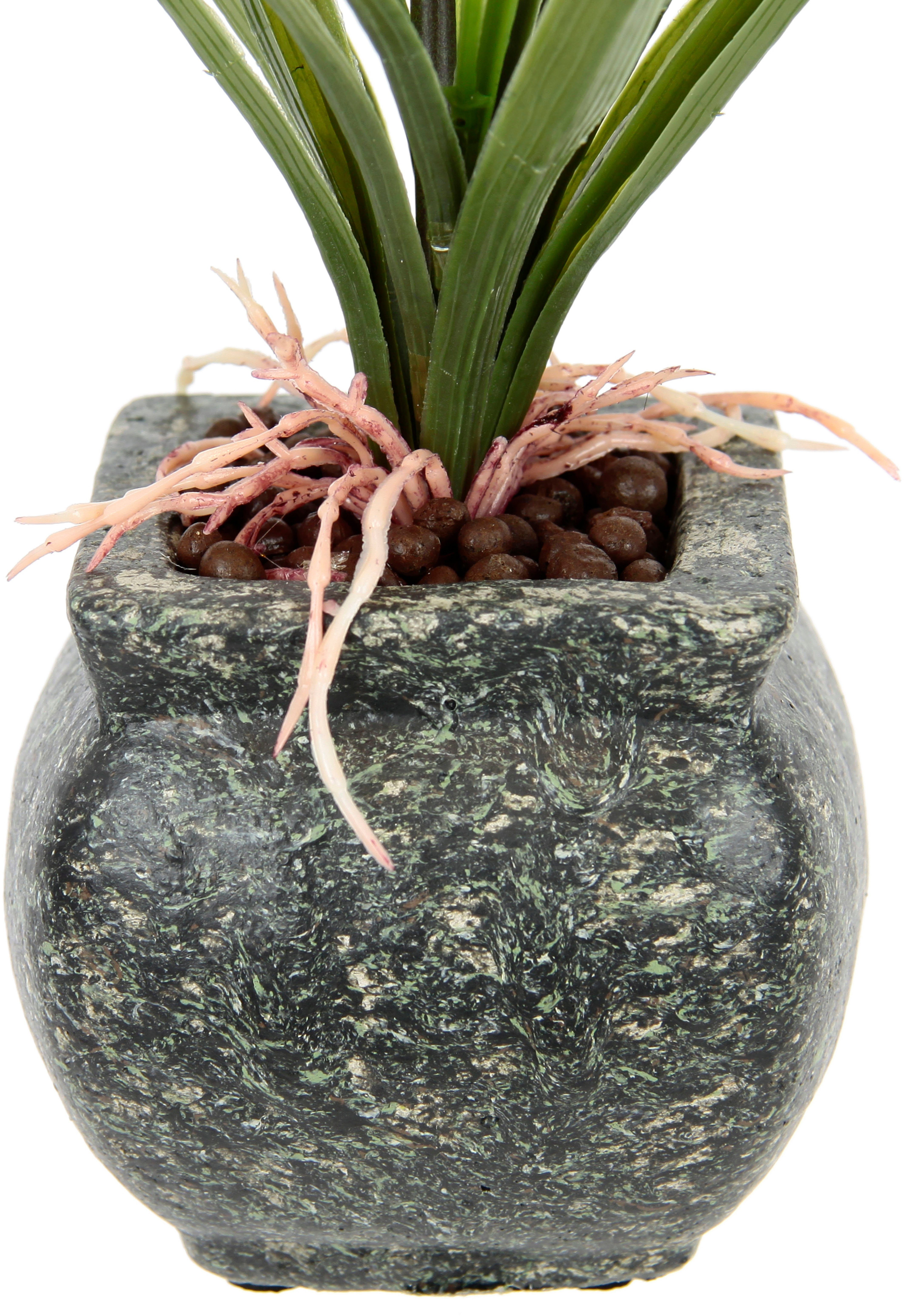 Kunstblume Orchidee, OTTO home, Höhe 40 cm, Mit Blätter im Topf aus Zement Künstliche Blume Cymbidium-Orchidee