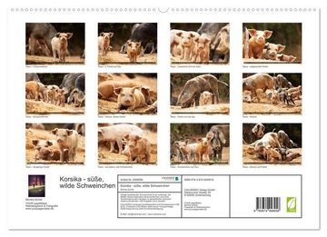 CALVENDO Wandkalender Korsika - süße, wilde Schweinchen (Premium, hochwertiger DIN A2 Wandkalender 2023, Kunstdruck in Hochglanz)