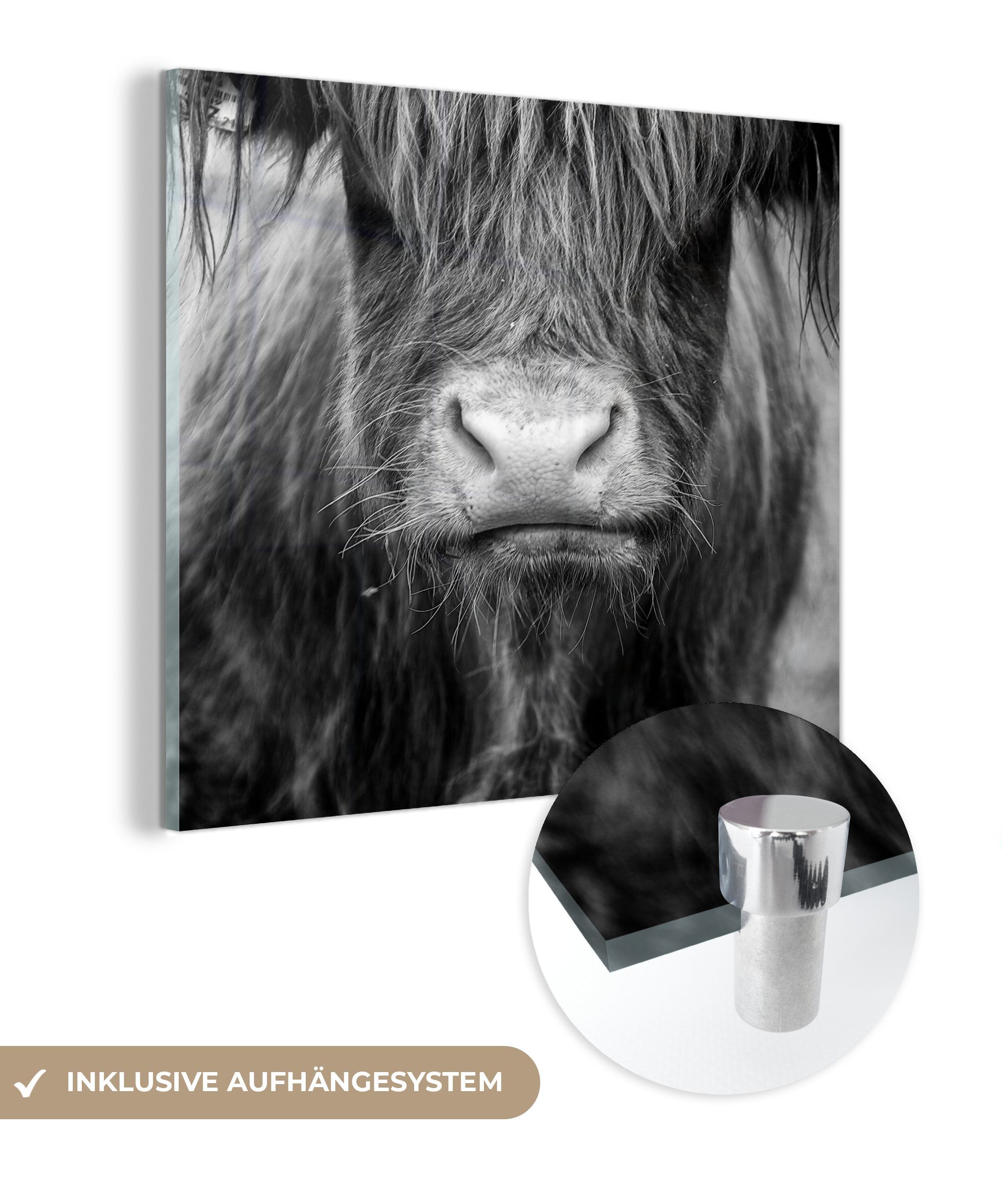 MuchoWow Acrylglasbild Schottischer Highlander - Kuh - Schwarz - Weiß - Tiere, (1 St), Glasbilder - Bilder auf Glas Wandbild - Foto auf Glas - Wanddekoration bunt