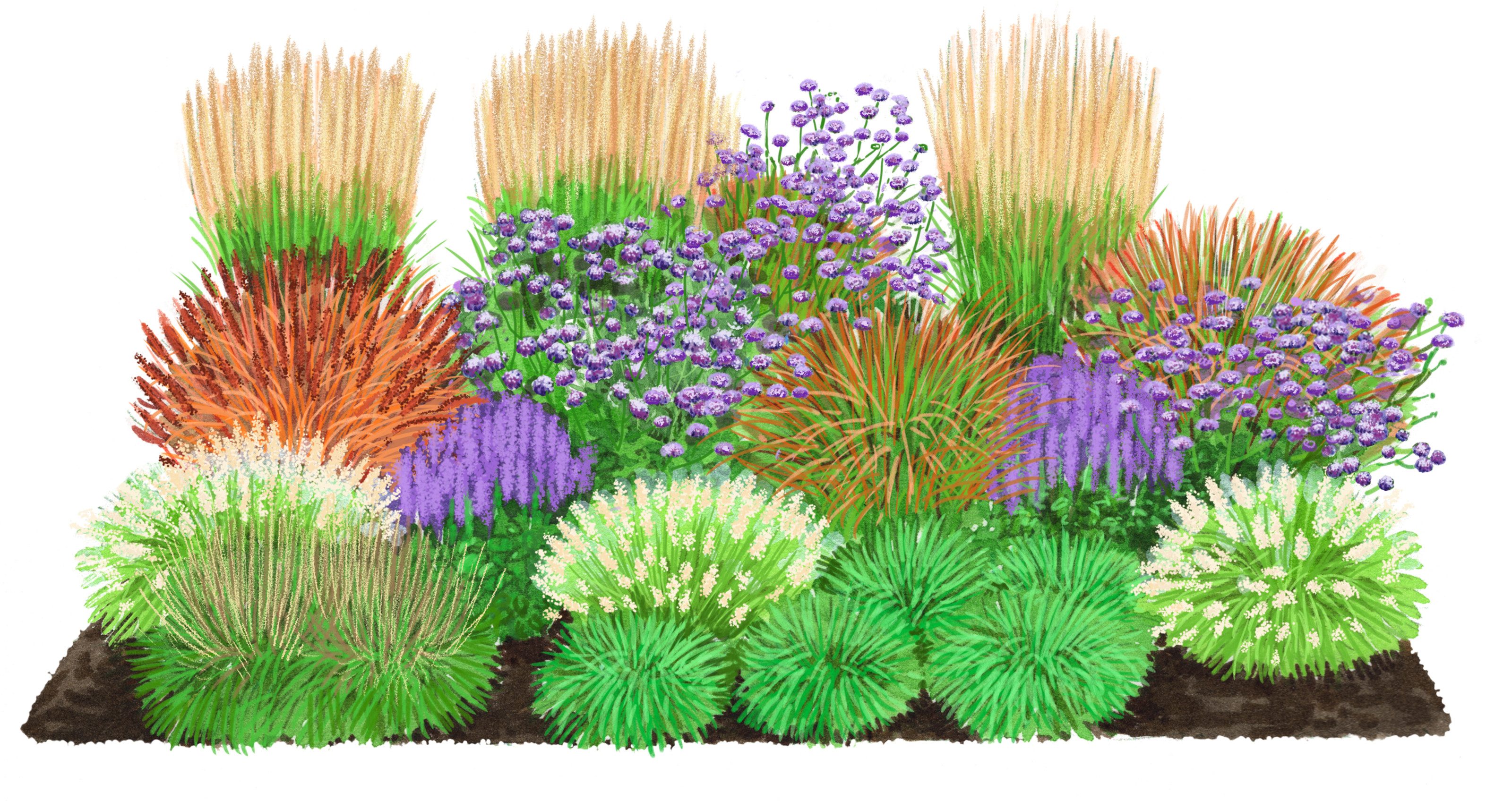 Dehner Staude Bio Stauden-Set Großes Gräser-Beet, 24 Stück, je 10 cm, Gräser- und Stauden-Mix für sonnige bis halbschattige Standorte