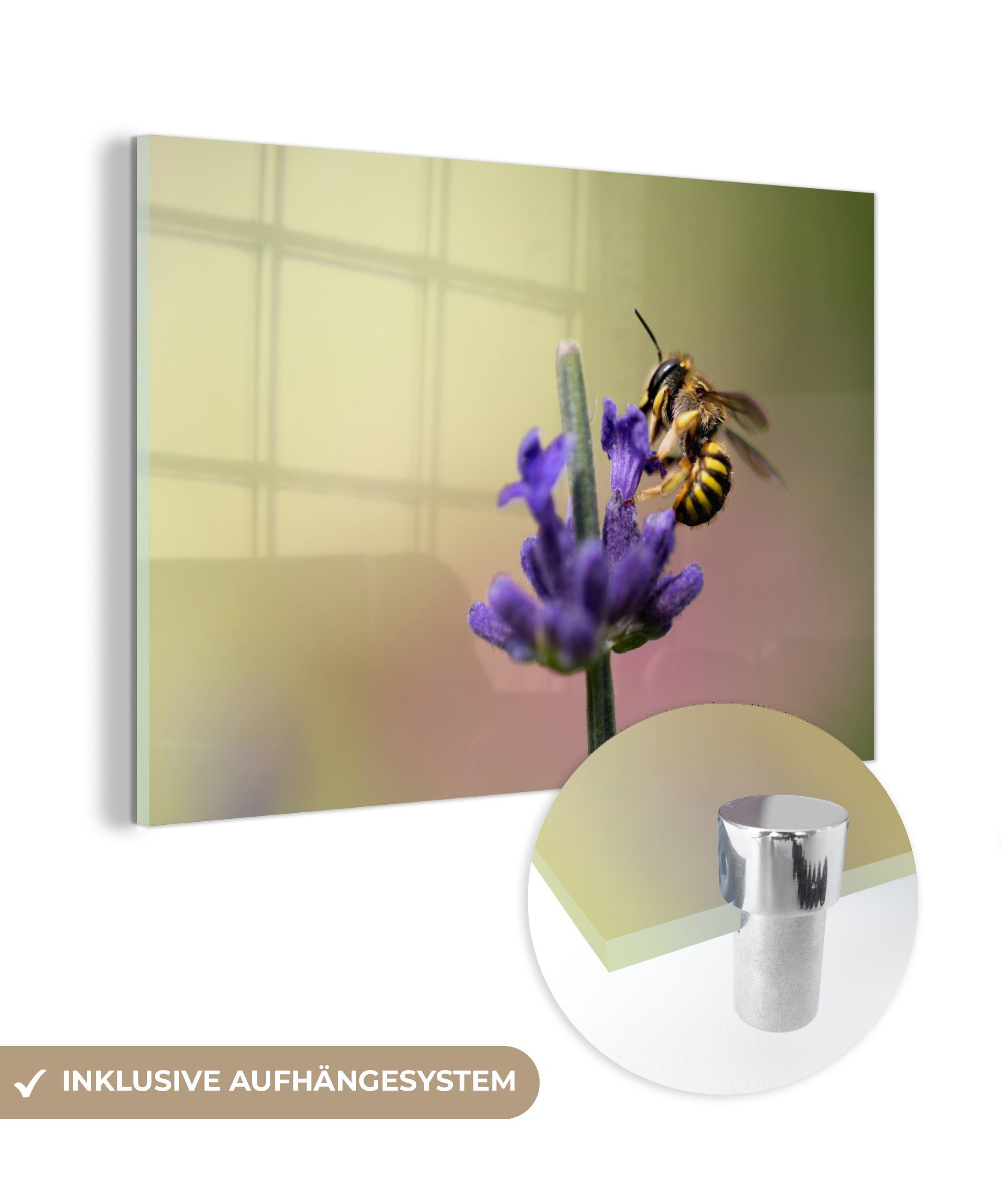 MuchoWow Acrylglasbild Honigbiene - Blume - Lila, (1 St), Acrylglasbilder Wohnzimmer & Schlafzimmer