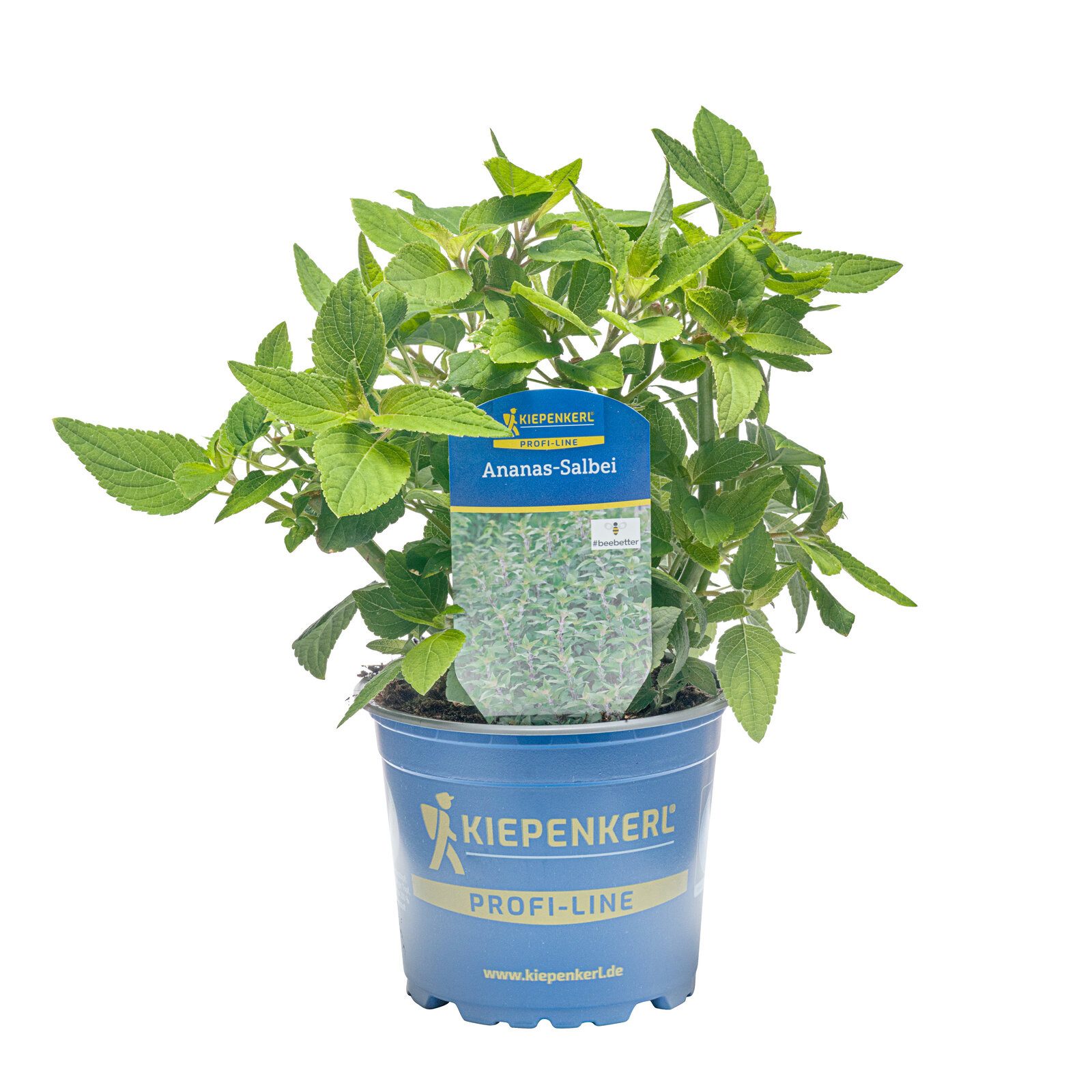 Pflanzen für Dich Gewürzkraut Ananassalbei 12cm Topf 8er Set