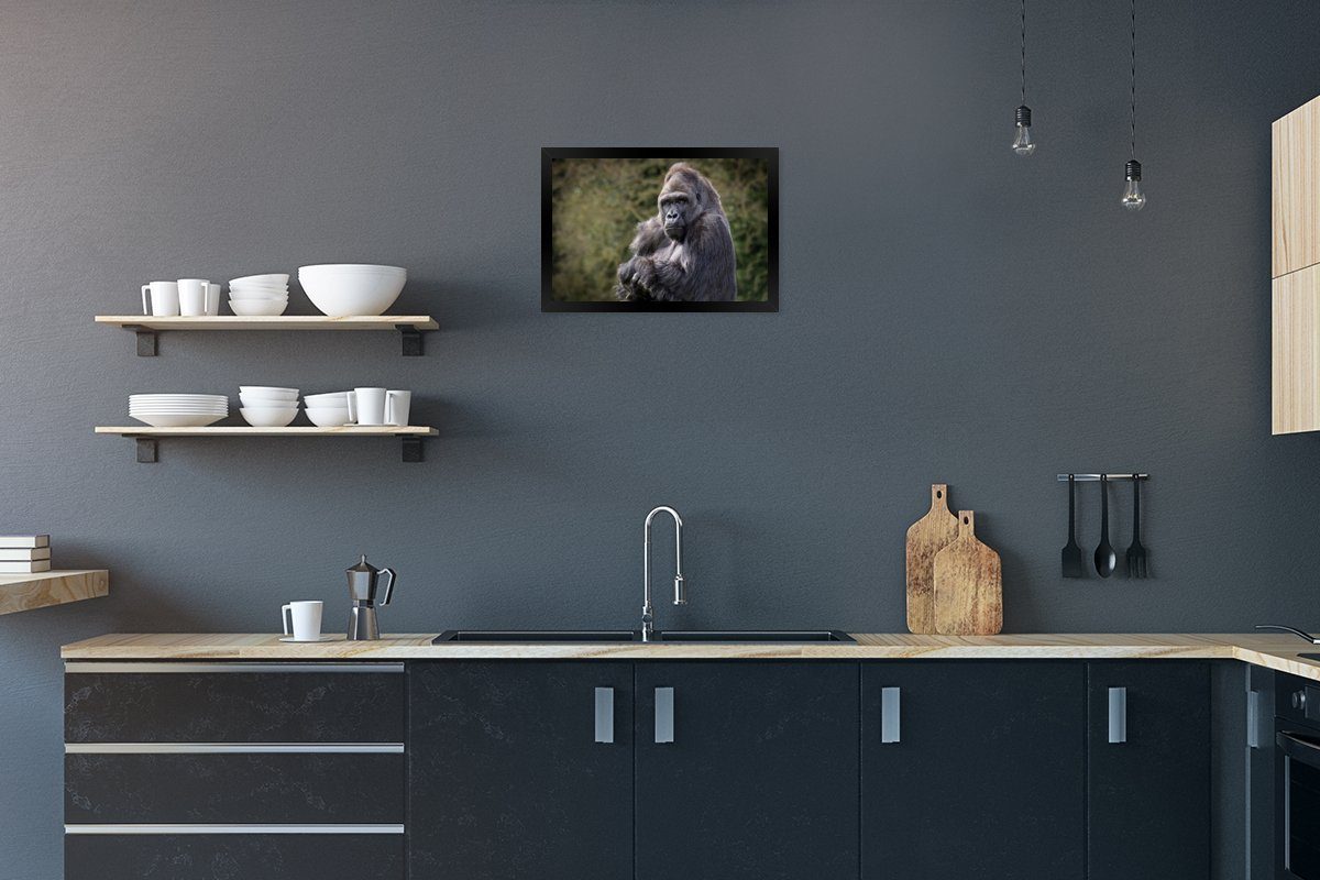 MuchoWow Poster Großer Gorilla schaut direkt in die Kamera, (1 St), Gerahmtes Poster, Wanddeko, Bilder, Wandposter, Schwarzem Bilderrahmen