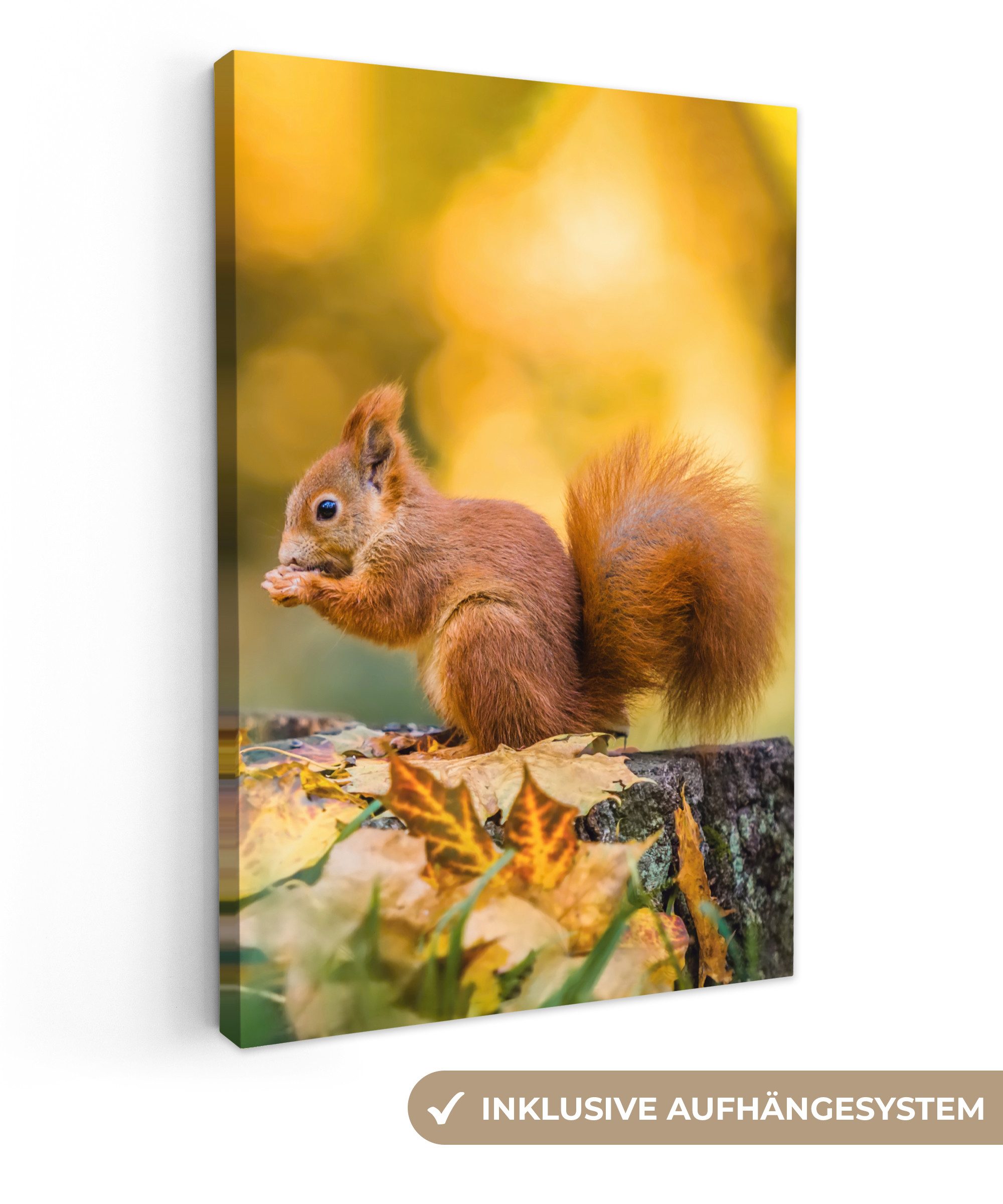 OneMillionCanvasses® Leinwandbild Eichhörnchen - Herbst - Tiere - Herbstlic günstig online kaufen