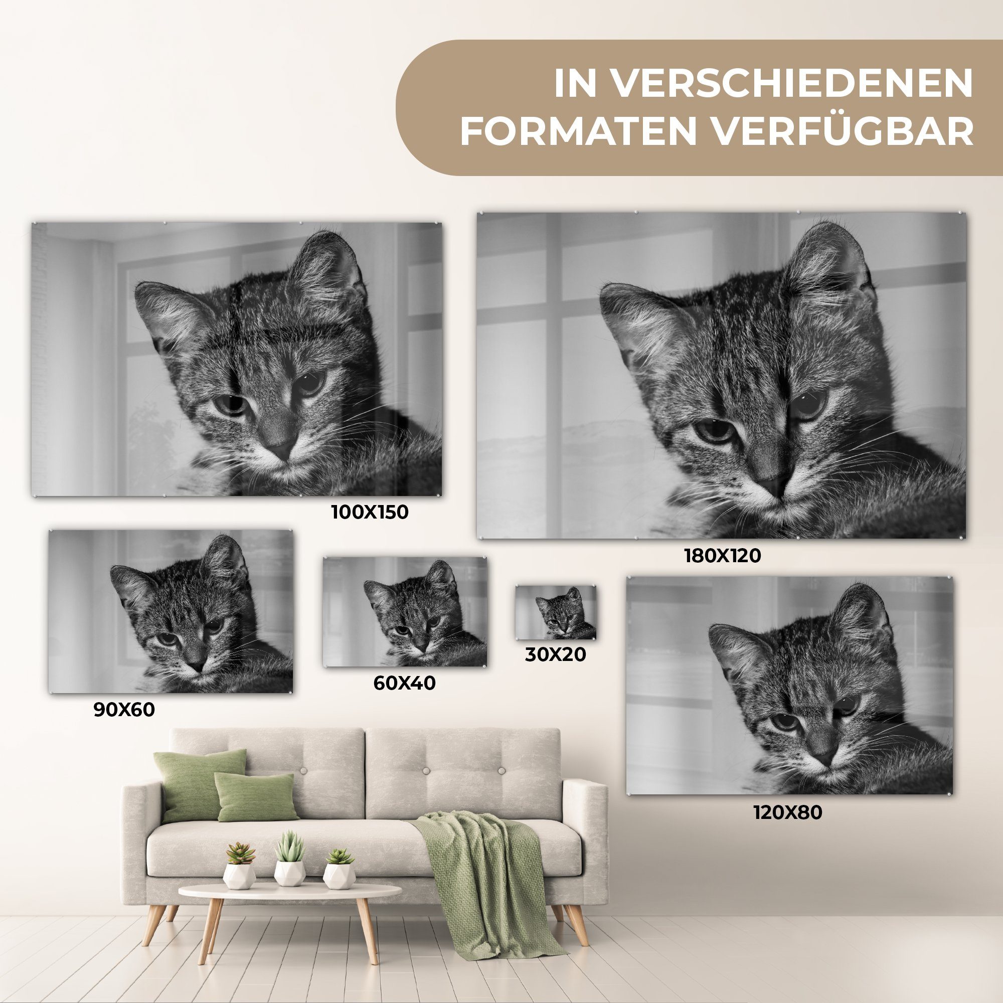 & Acrylglasbilder Schwarz - Porträt Acrylglasbild Schlafzimmer - Weiß, St), (1 Katze MuchoWow - Wohnzimmer