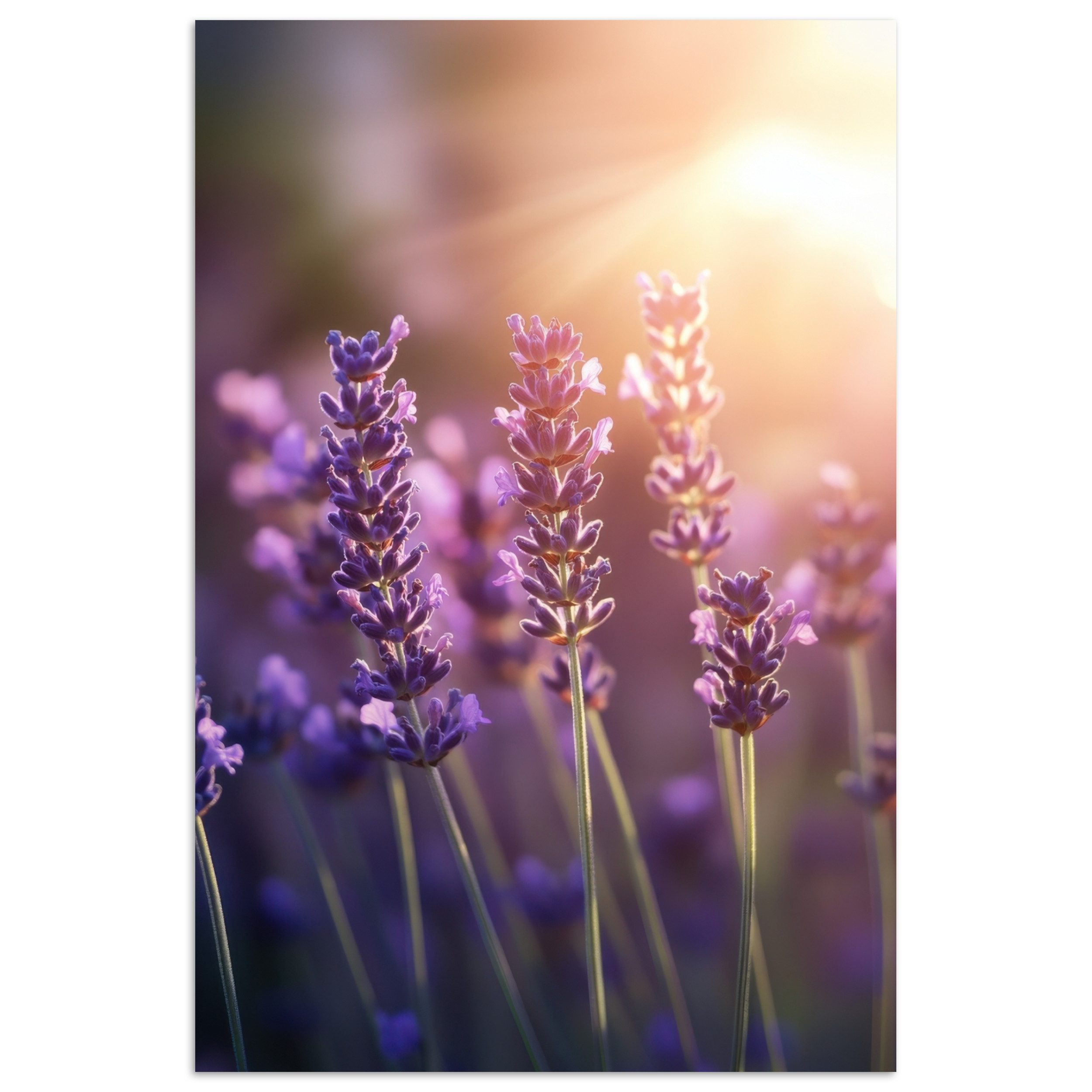 Poster Lavendelblüten - Lila - Sonnenlicht