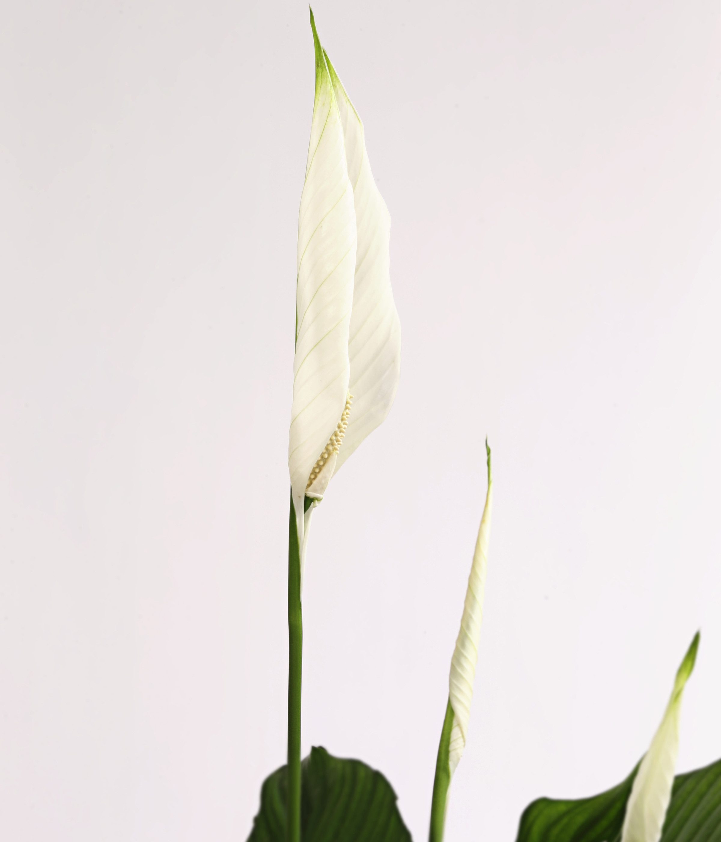 Dehner Zimmerpflanze Air So Pure Einblatt Lauretta, ca. 70-80 cm