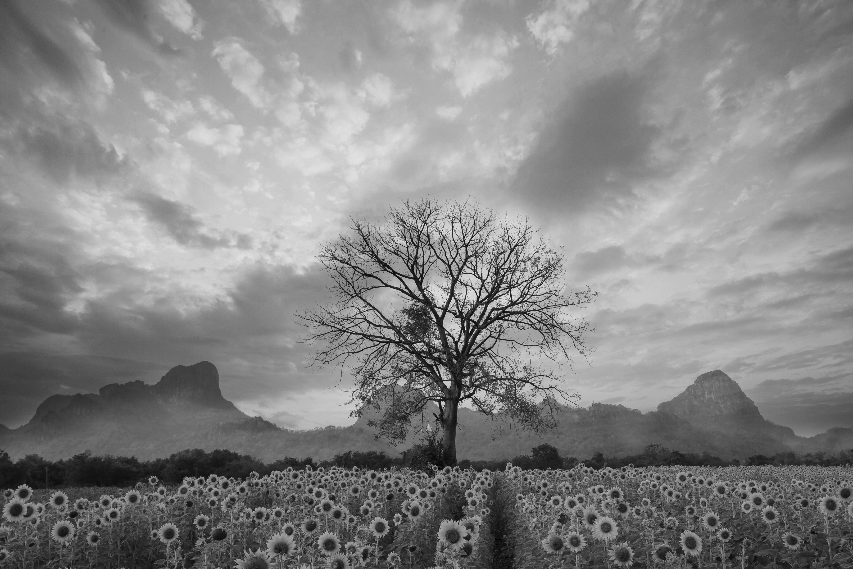 Papermoon Fototapete Sonnenblumenfeld mit Baum Schwarz & Weiß