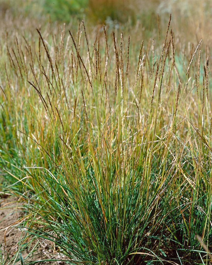 Pflanzen für Dich Gräser Sesleria autumnalis, 1 St., Herbst-Kopfgras, Herbst-Segge, gelbgrün, spätblühend