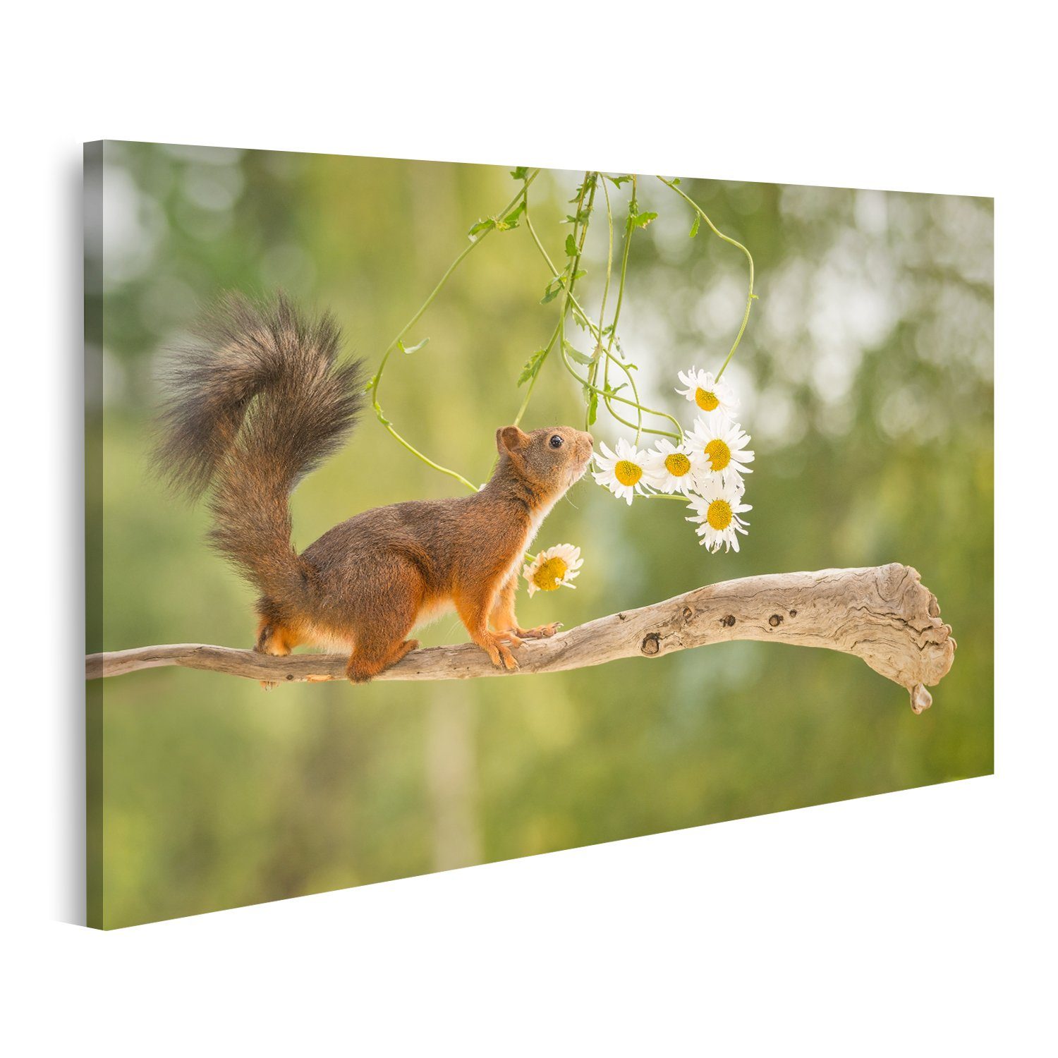 Wee Blue Coo Geburtstagskarte Mit Niedlichem Eichhörnchen-Foto – 17,5 X 12,5 Cm