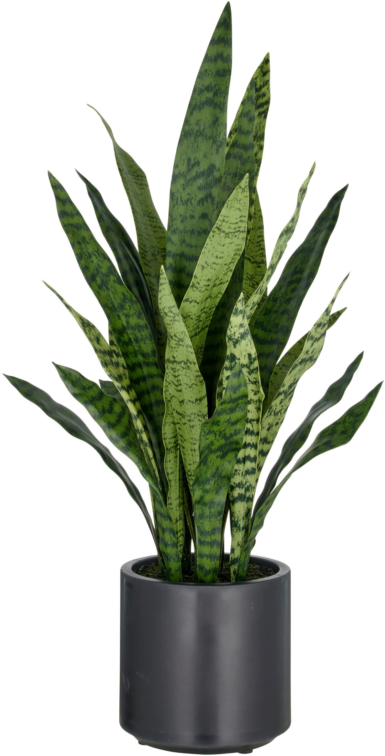 Kunstpflanze Sansevieria zeylanica, Creativ green, Höhe 90 cm, im eleganten günstig online kaufen