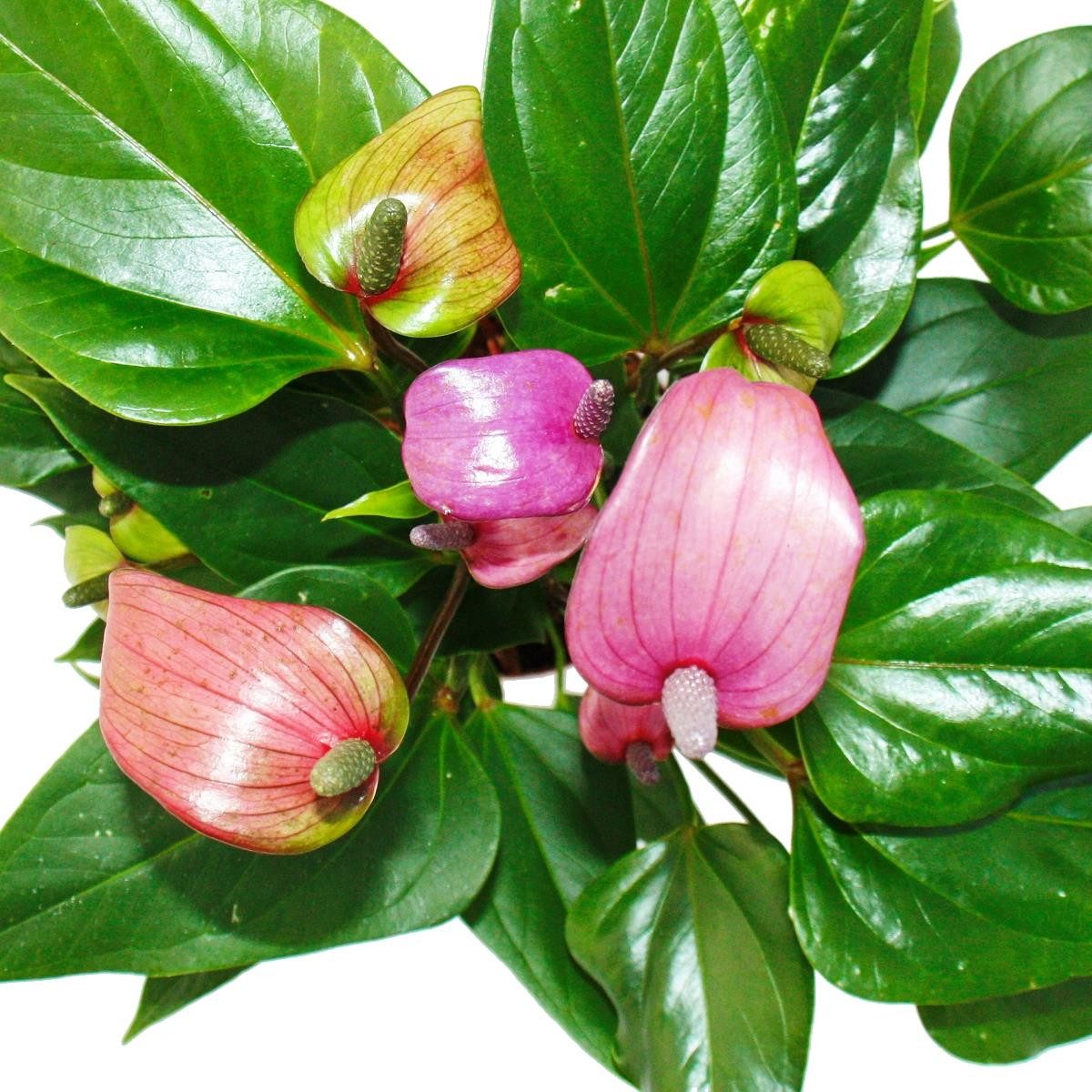 Exotenherz Zimmerpflanze Flamingoblume "Lila Fiorino" violett Anthurium andreanum 12cm
