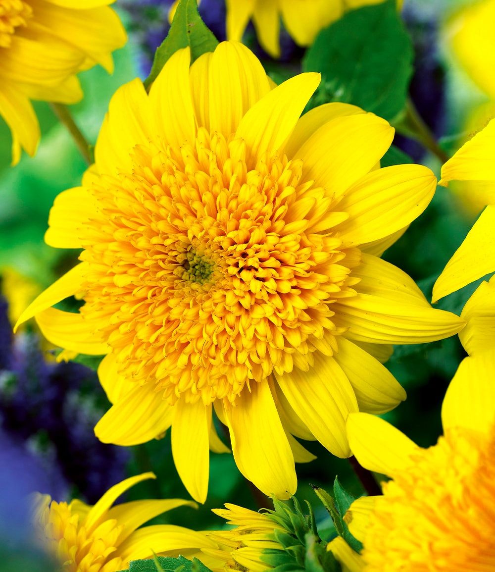 BALDUR Garten Staude Winterharte gefüllte Sonnenblume 'Happy Days', 1 St., Schnittblume, winterhart, mehrjährig, pflegeleicht