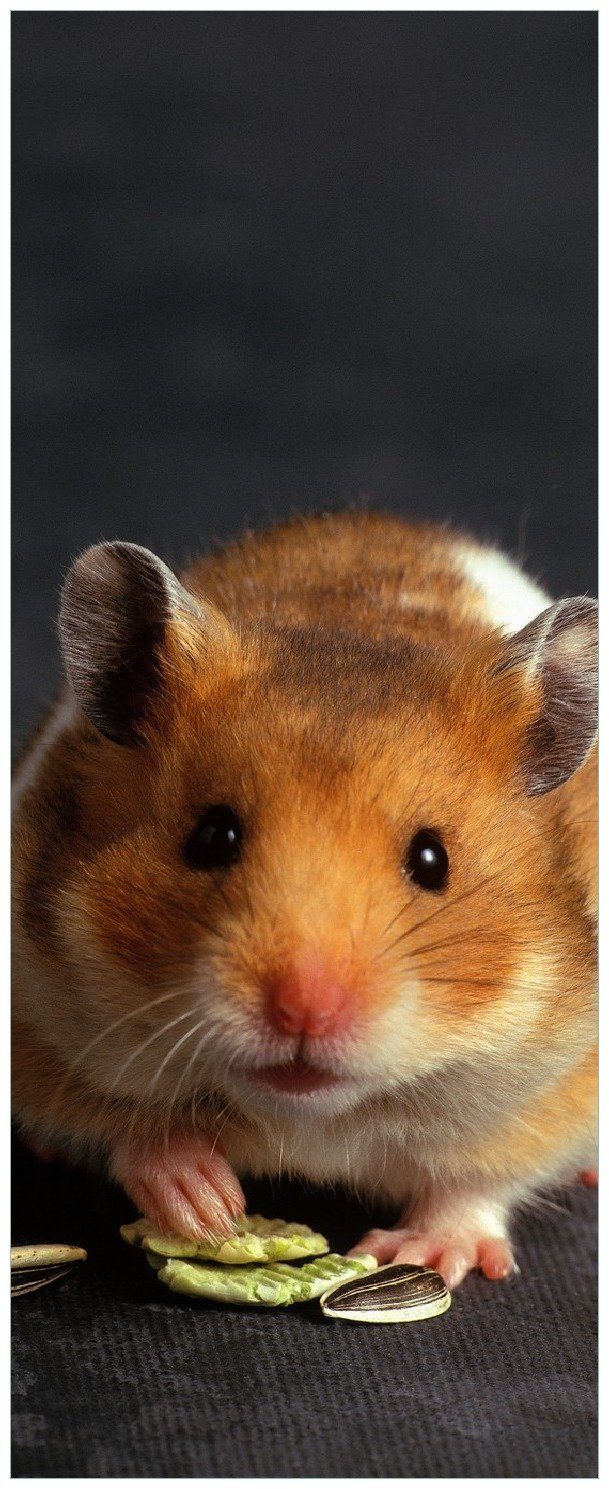 Wallario Memoboard Putziger Hamster mit Nüssen zwischen den Pfoten