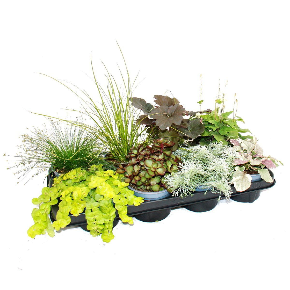 Exotenherz Beetpflanze Bunte Herbst-Stauden Mischung Herbstzauber 8 winterh günstig online kaufen