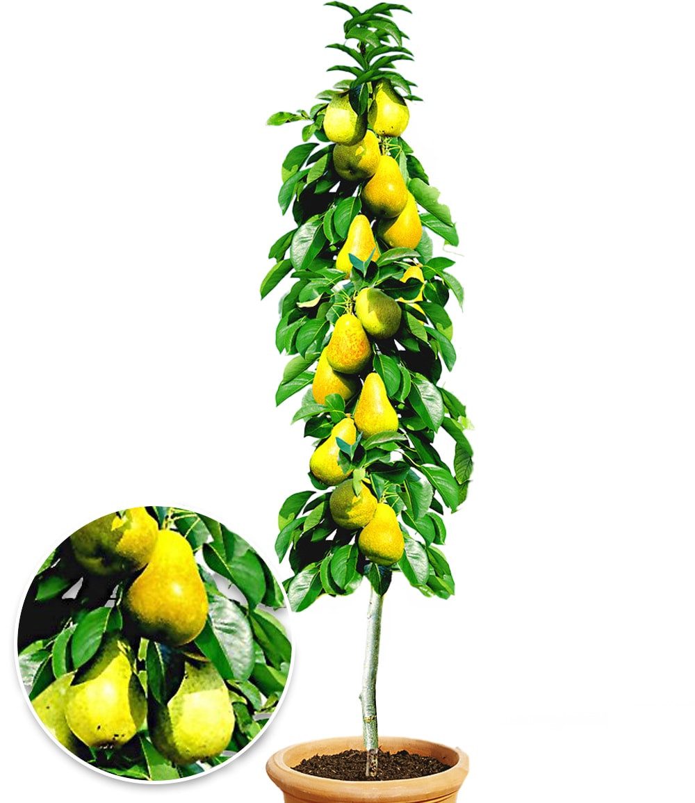 BALDUR Garten Obstpflanze Säulen-Birne 'Doyenné du Comice', 1 St., Selbstbefruchtend,winterhart, mehrjährig, pflegeleicht