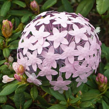 Paulslandhaus Gartenstecker Pflanzstecker Allium Rosa Metall Beet u. Gartenstecker