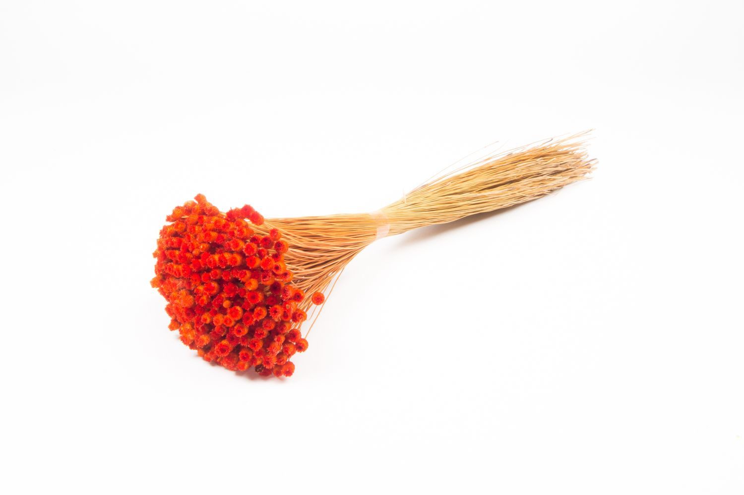 Trockenblume Mittelmeer-Strohblume getrocknet AKALITI, orange, 40-55cm, Ø11cm, INNA-Glas