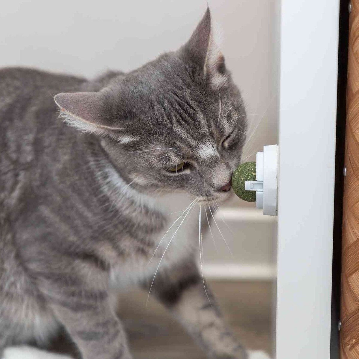 TRIXIE Tierball Katzenminze Ball mit Halterung