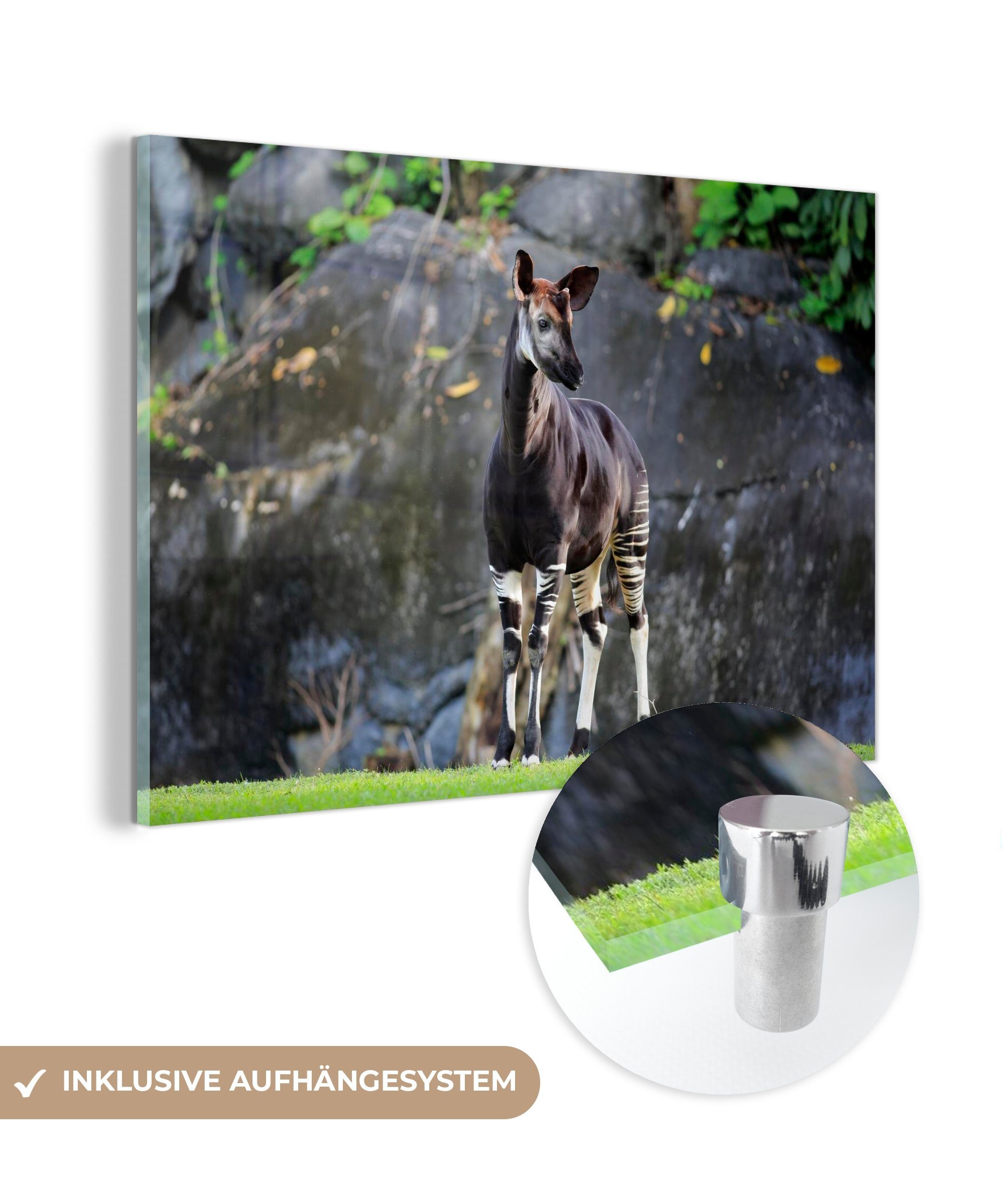 MuchoWow Acrylglasbild Okapi im Grasland, (1 St), Acrylglasbilder Wohnzimmer & Schlafzimmer