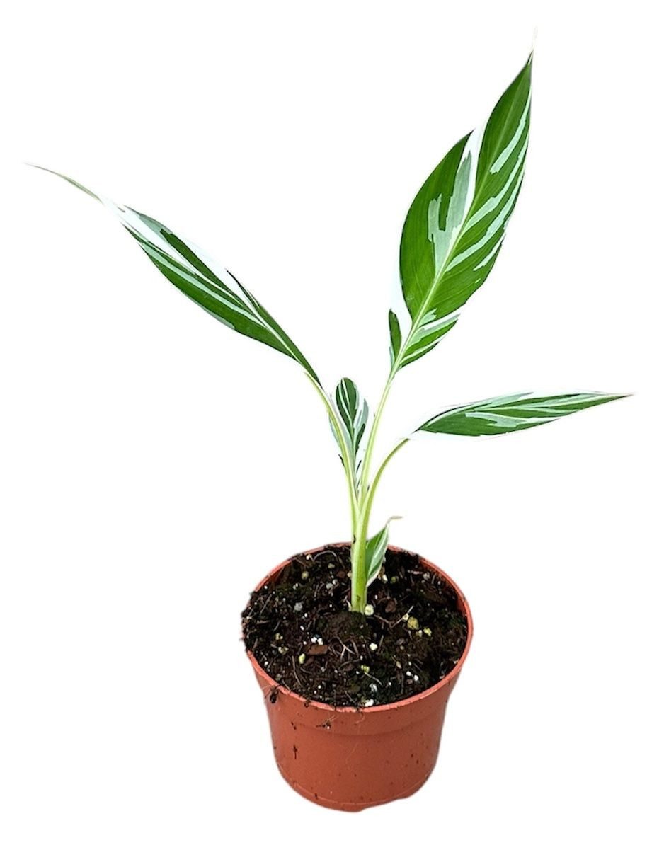 meinvipshop Topfpflanze Banane Musa Florida Variega 35cm Rarität