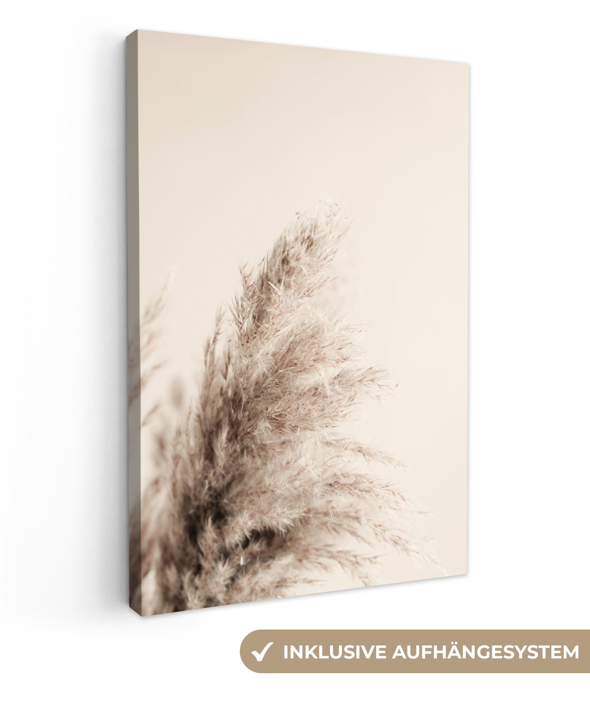 OneMillionCanvasses® Leinwandbild Pflanzen - Pampaswedel - günstig online kaufen