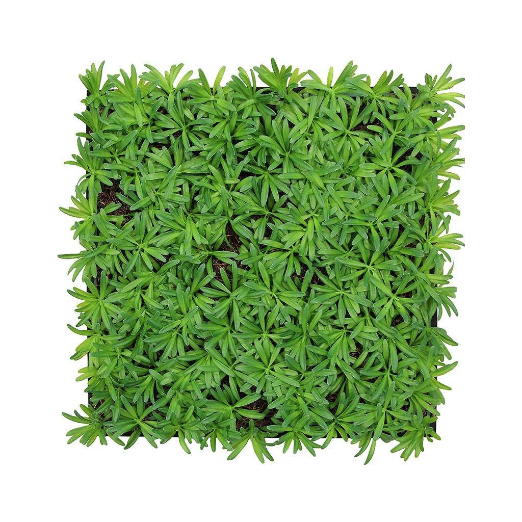 JANGAL 3D Wandpaneel Modular Wall, 520 x 520 mm, Nature Design, Eibe
