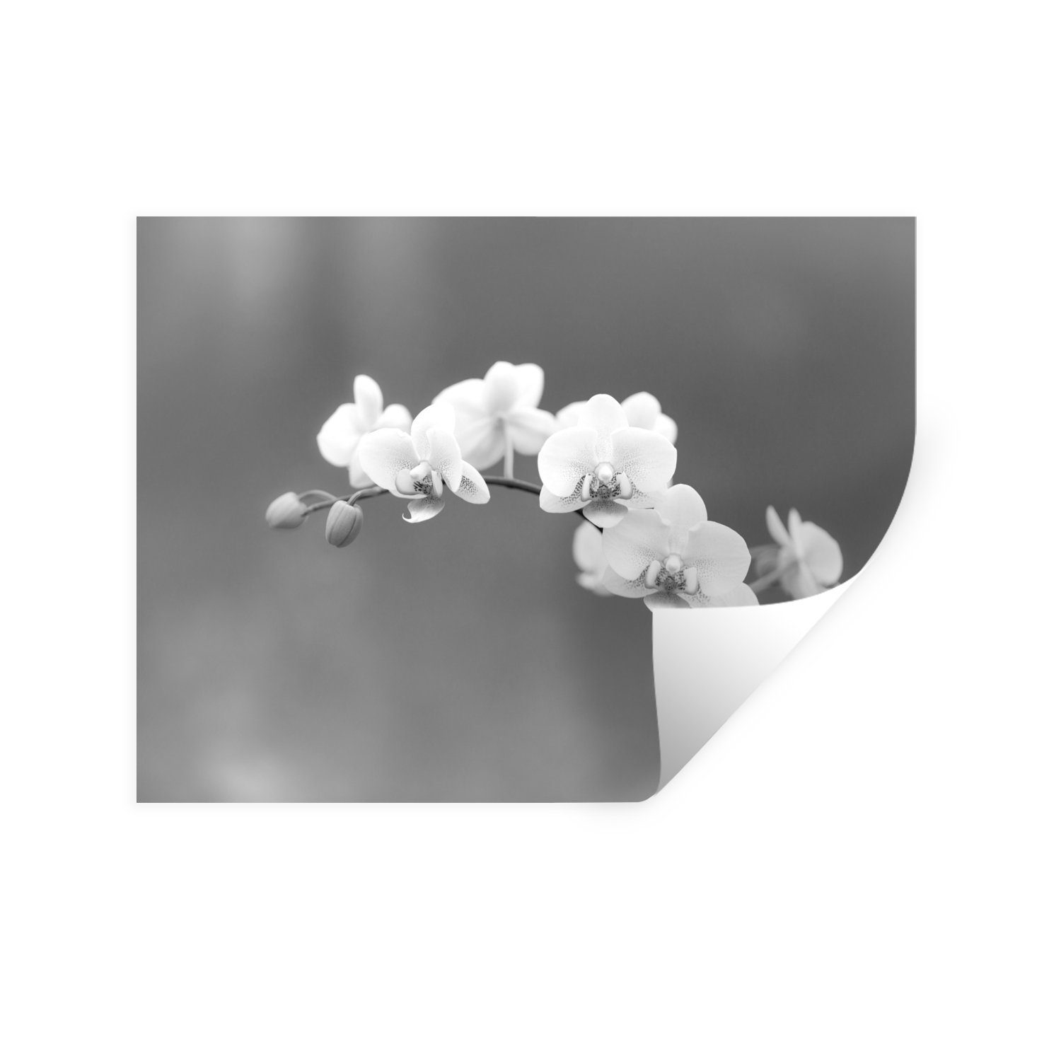 MuchoWow Wandsticker Orchidee - Blumen - Pflanze - Weiß - Lila (1 St),  Wandaufkleber, Wandtattoo, Selbstklebend, Wohnzimmer, Schlafzimmer