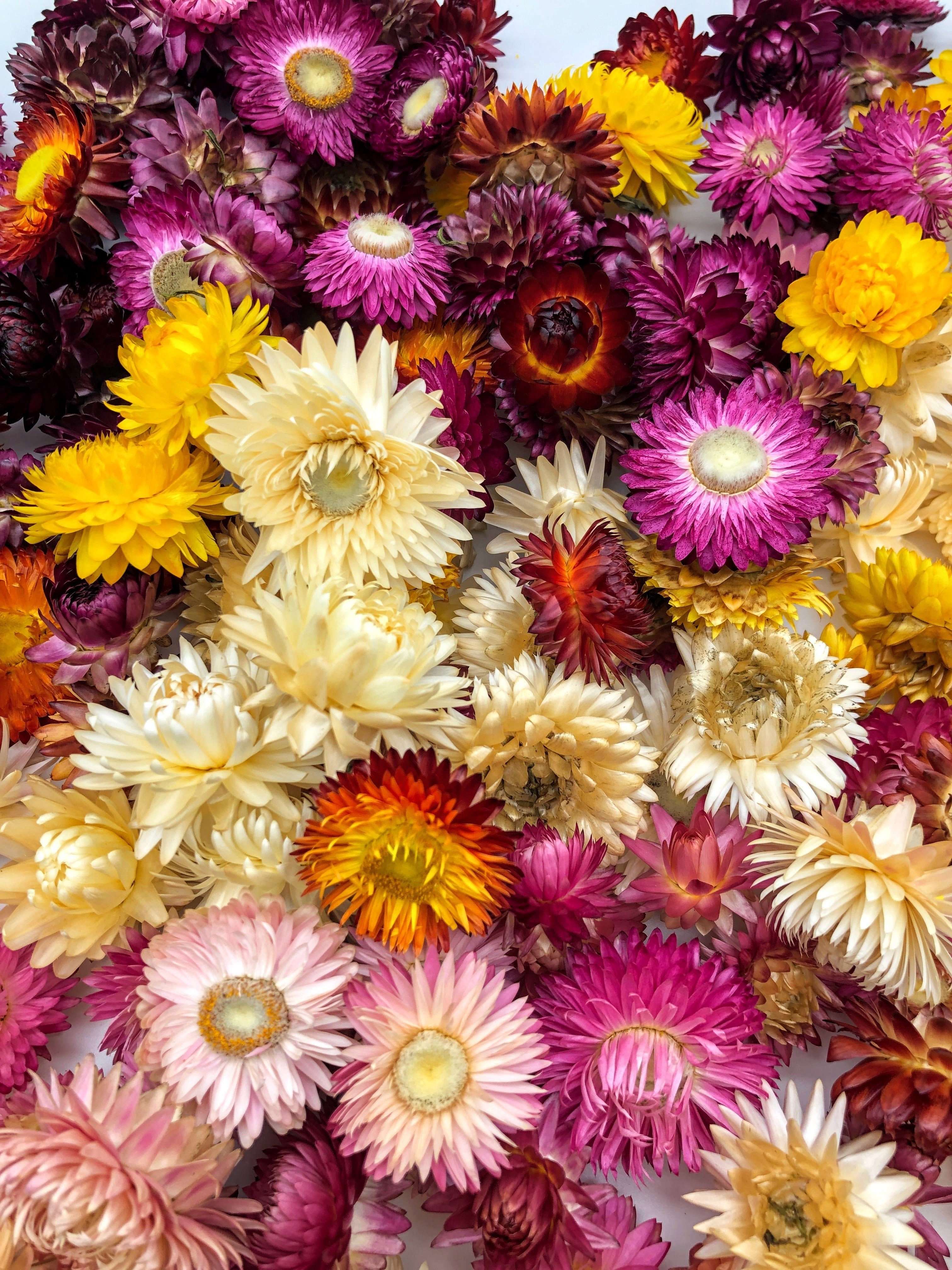 farblich oder getrocknet: Trockenblume Kunstharz.Art Helichrysum gemischt Strohblumenköpfe sortiert Lila, -