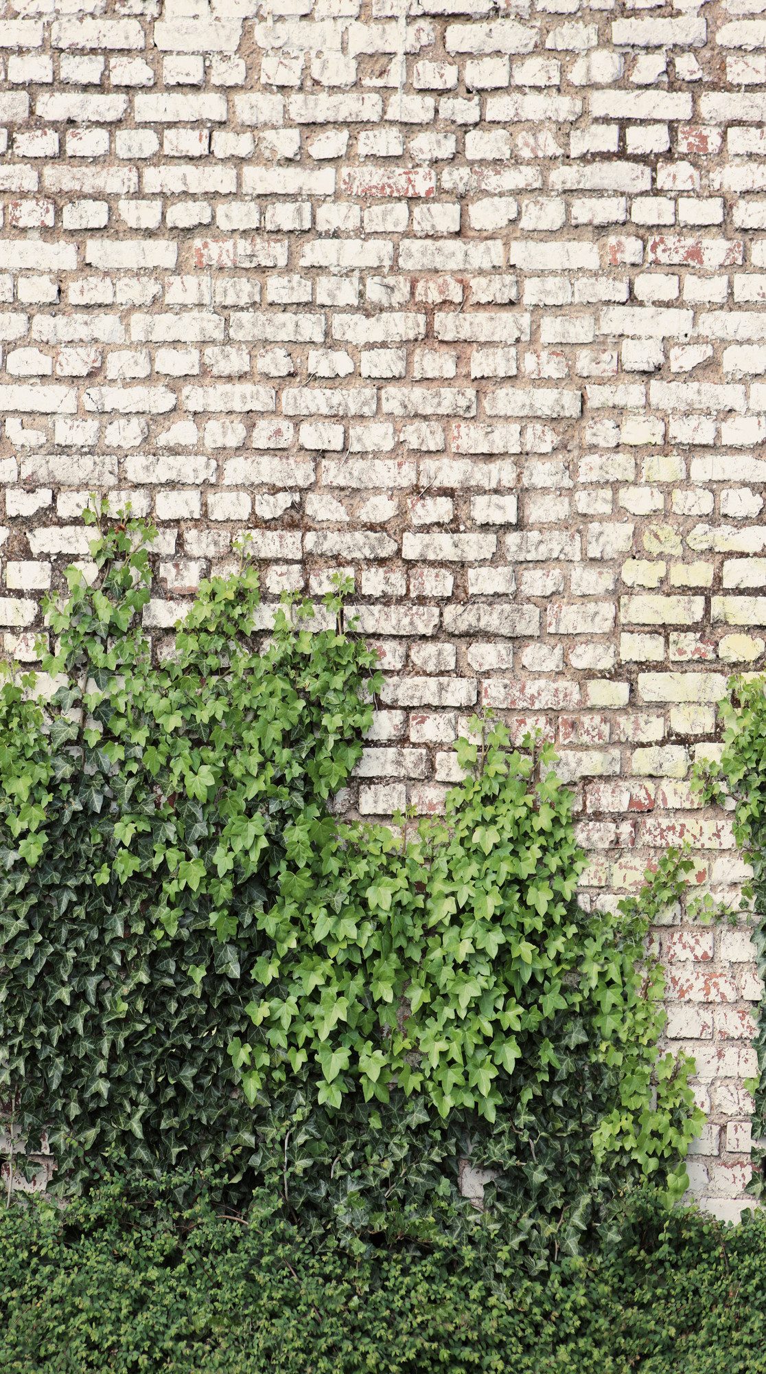living walls Fototapete The Wall 4 Eyecatcher – Steinwand mit Blätterranken Vlies-Fototapete, leicht strukturiert, Steinoptik, matt, naturalistisch, (1 St), Steinwand mit Blätterranken – dekorativer Tiefenwirkung