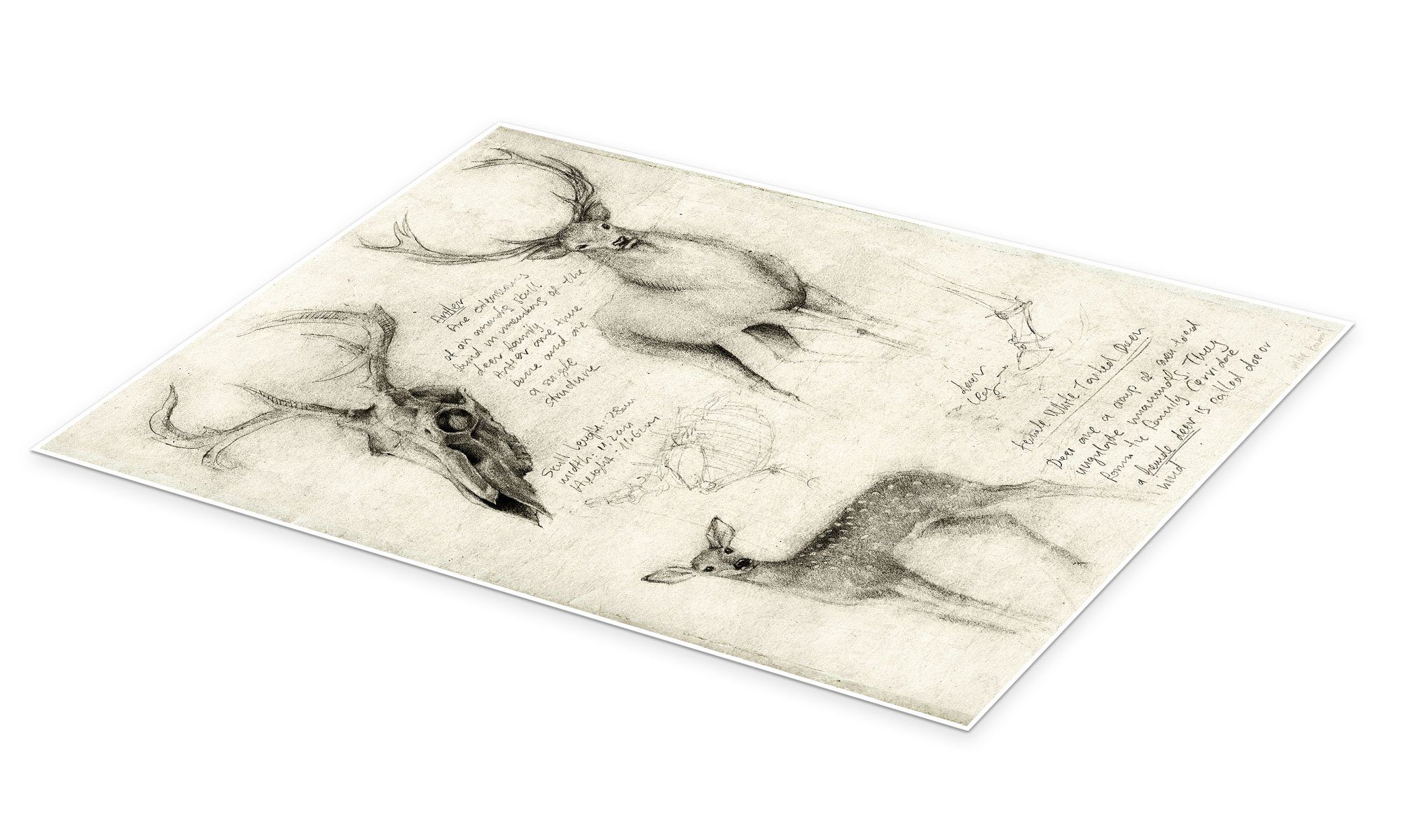 Posterlounge Wandbild Hirsche, Mike Koubou, erhältlich als Poster, Leinwand günstig online kaufen