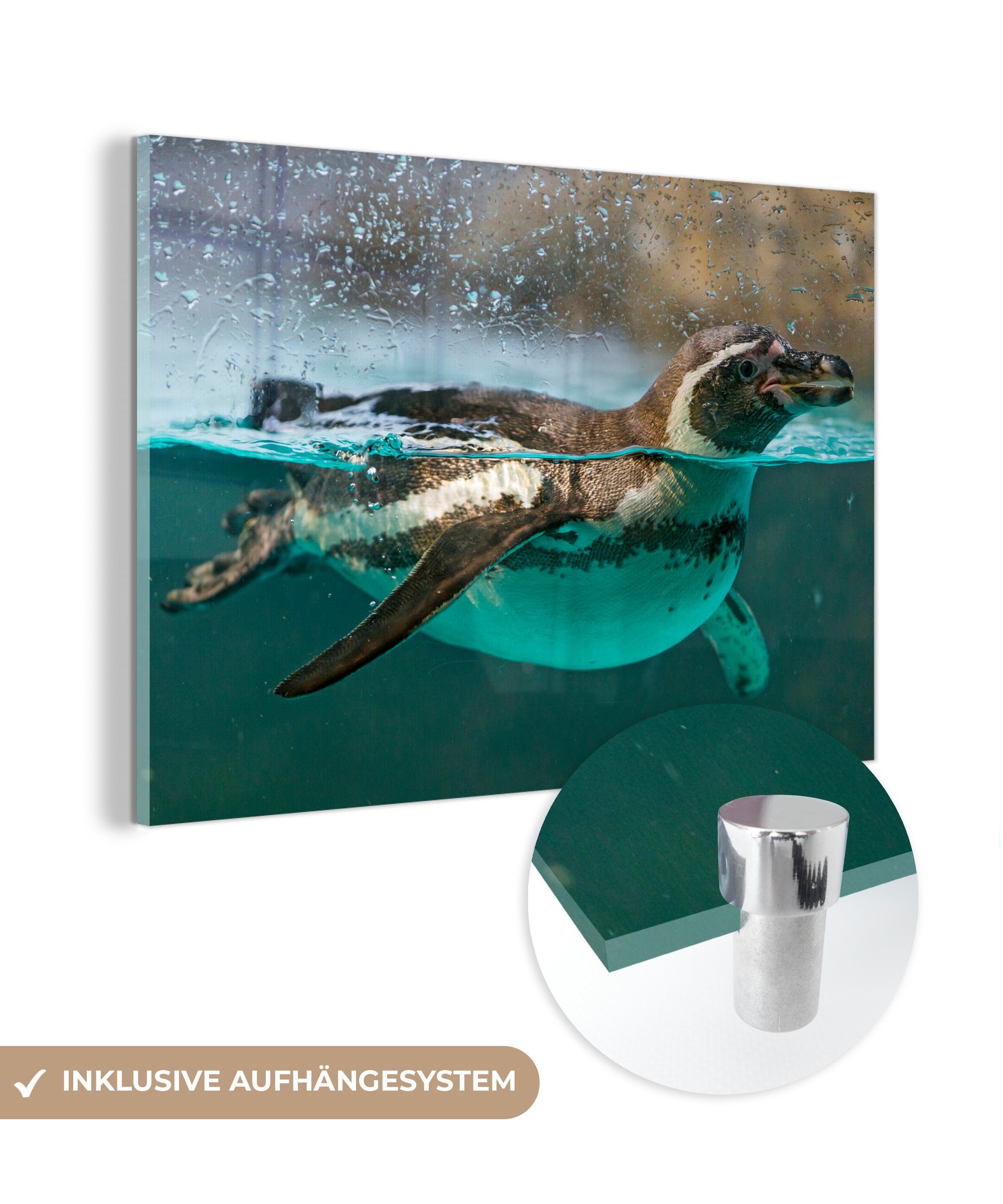 MuchoWow Acrylglasbild der (1 Schlafzimmer Wohnzimmer Humboldt-Pinguin & St), Wasseroberfläche, Acrylglasbilder auf
