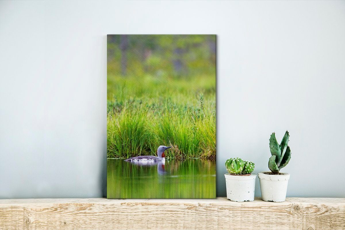 inkl. cm vor OneMillionCanvasses® Leinwandbild schwimmt Landschaft, fertig Rotkehltaucher Leinwandbild (1 einer St), 20x30 Zackenaufhänger, bespannt grünen Gemälde,